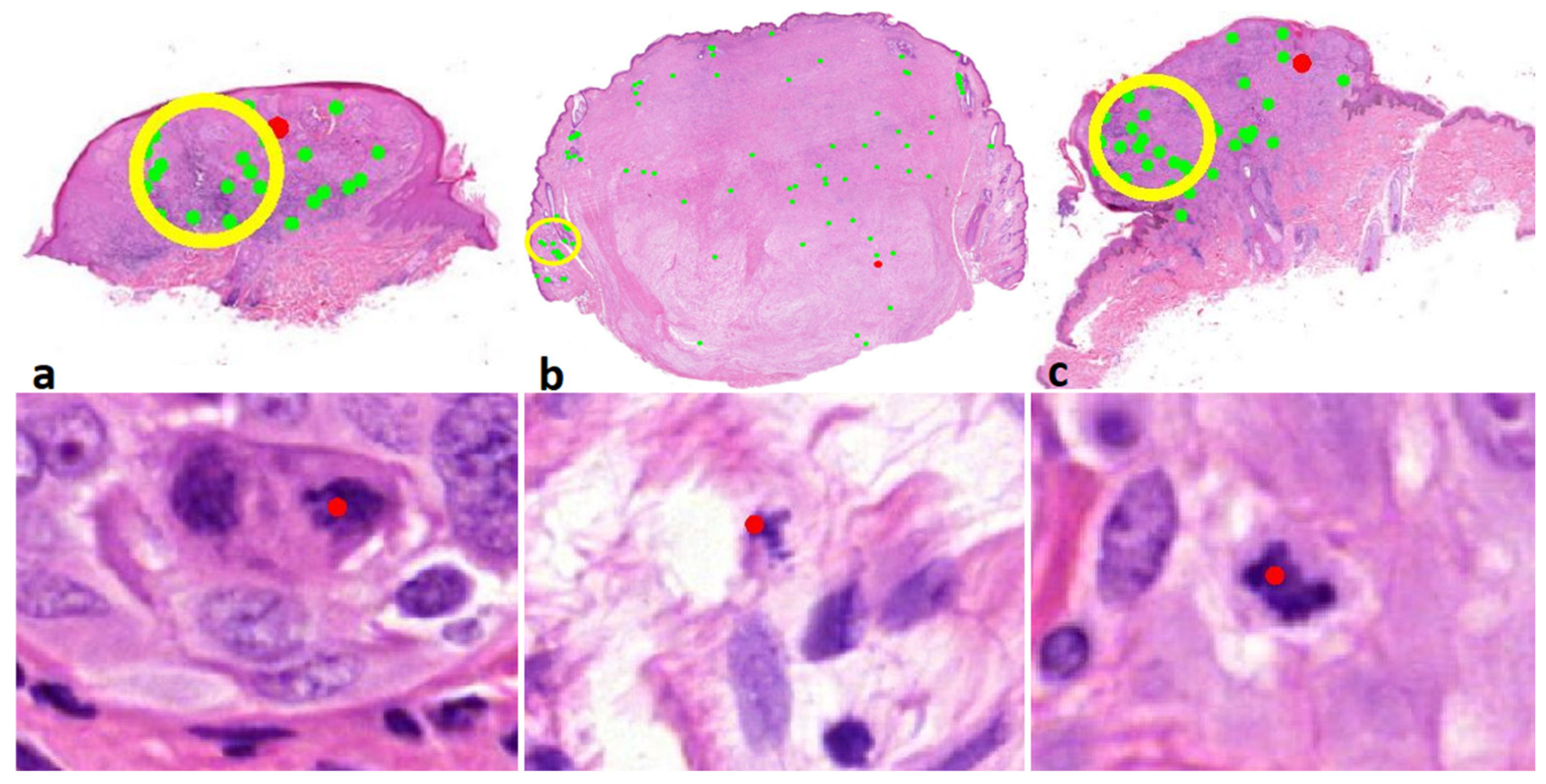 Diagnostics 12 00436 g004