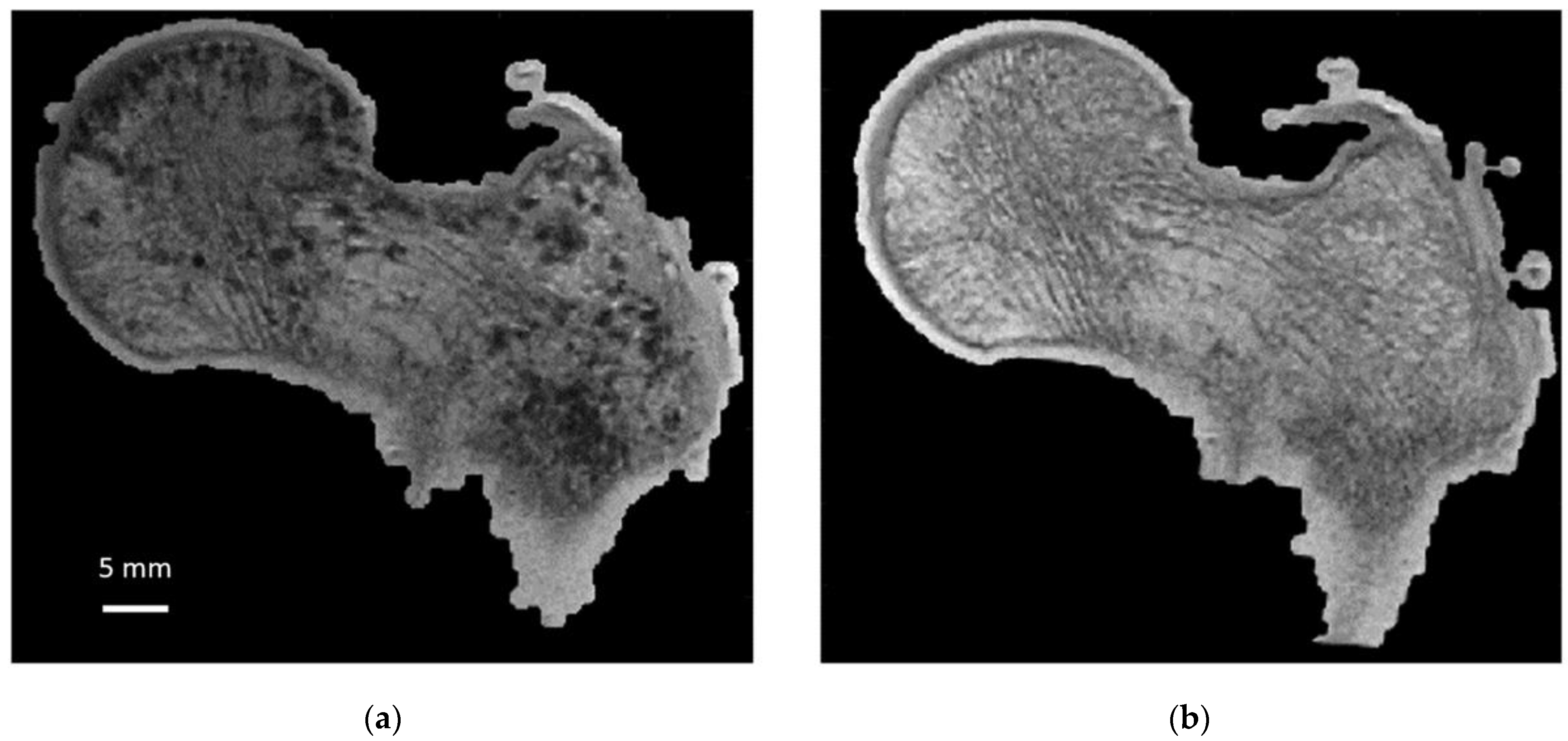 Diagnostics 12 00439 g001