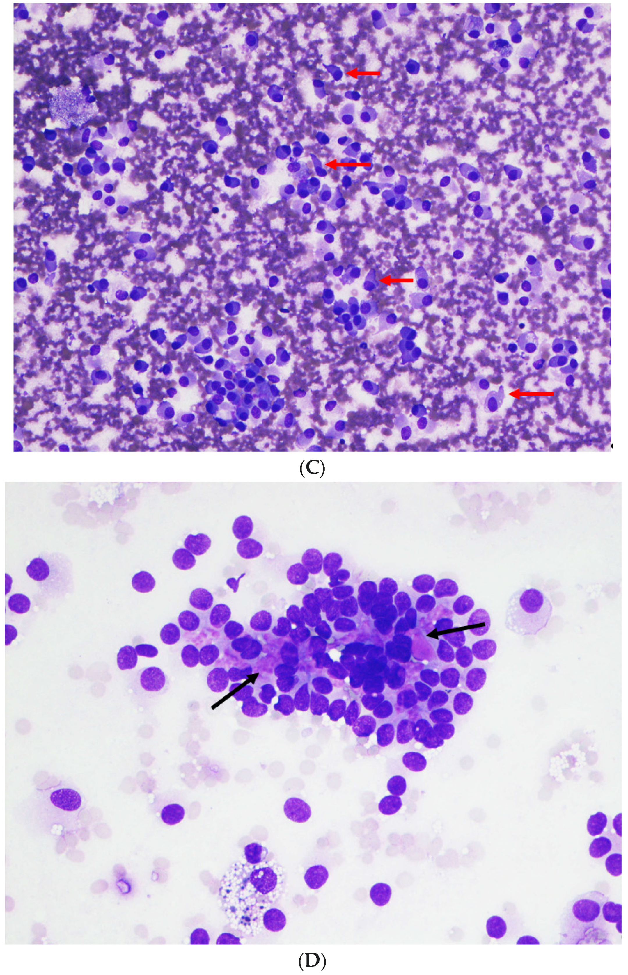 Diagnostics 12 00449 g001b 550