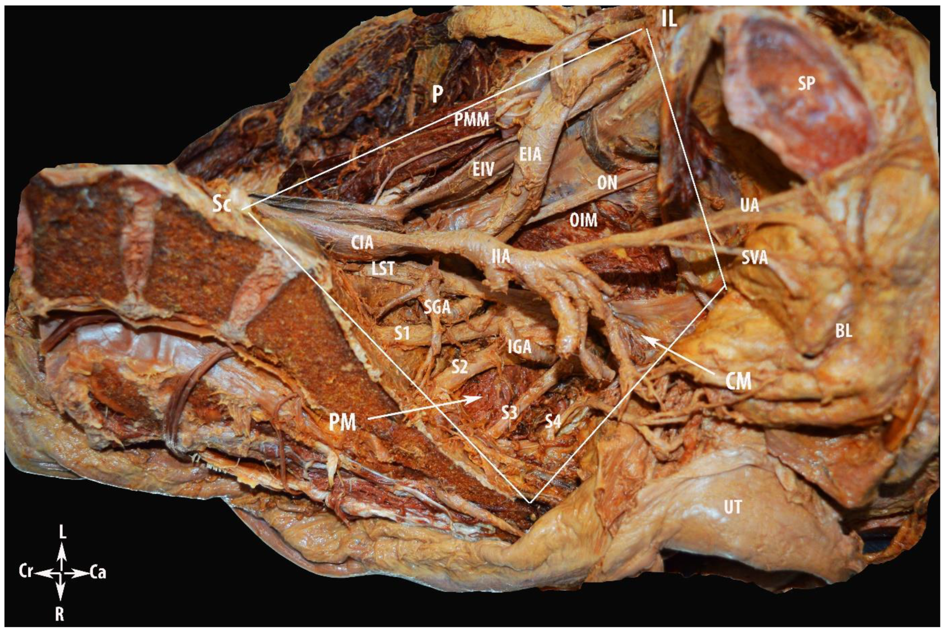 Diagnostics 12 00519 g002 550