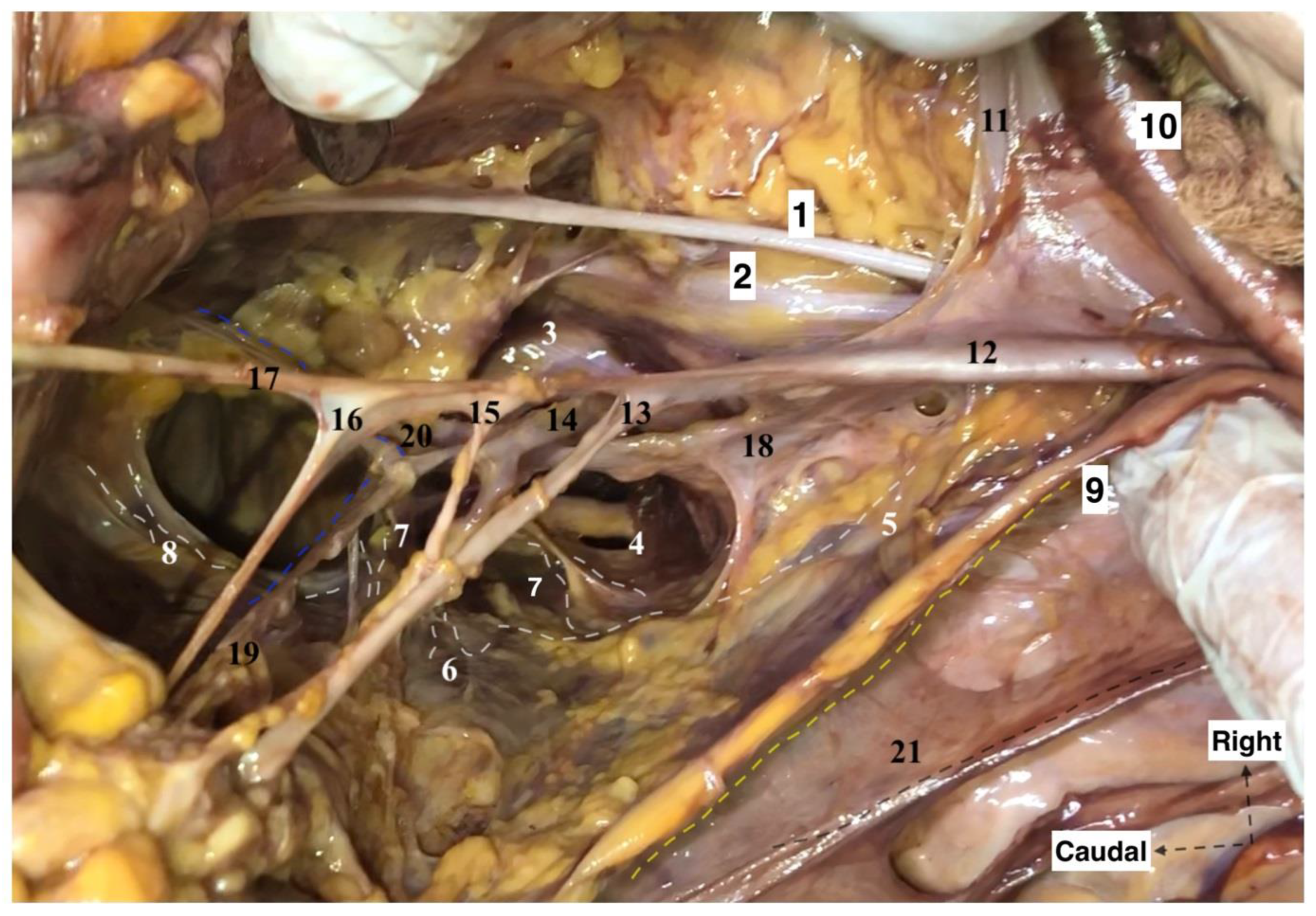 Diagnostics 12 00519 g003 550