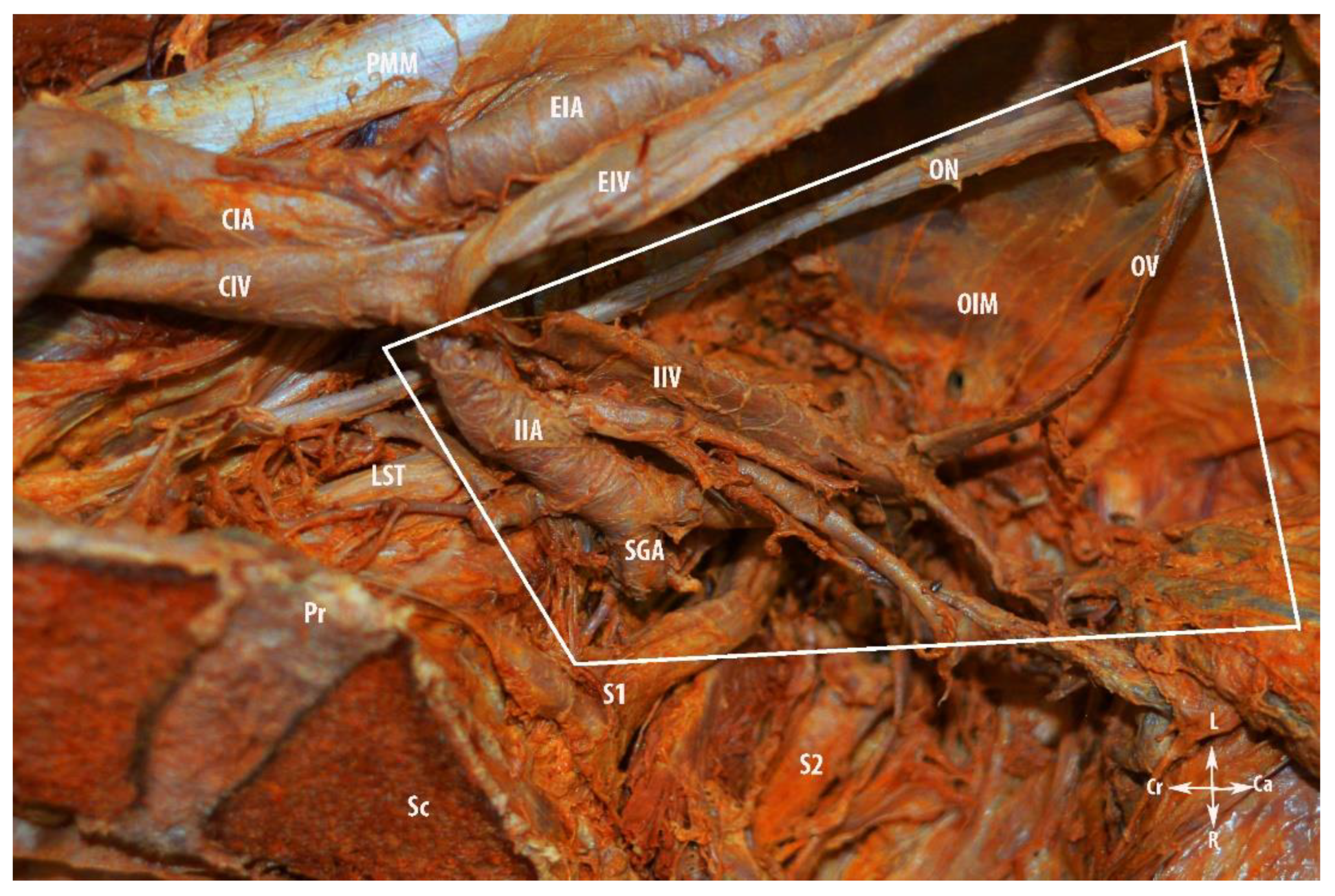 Diagnostics 12 00519 g006 550