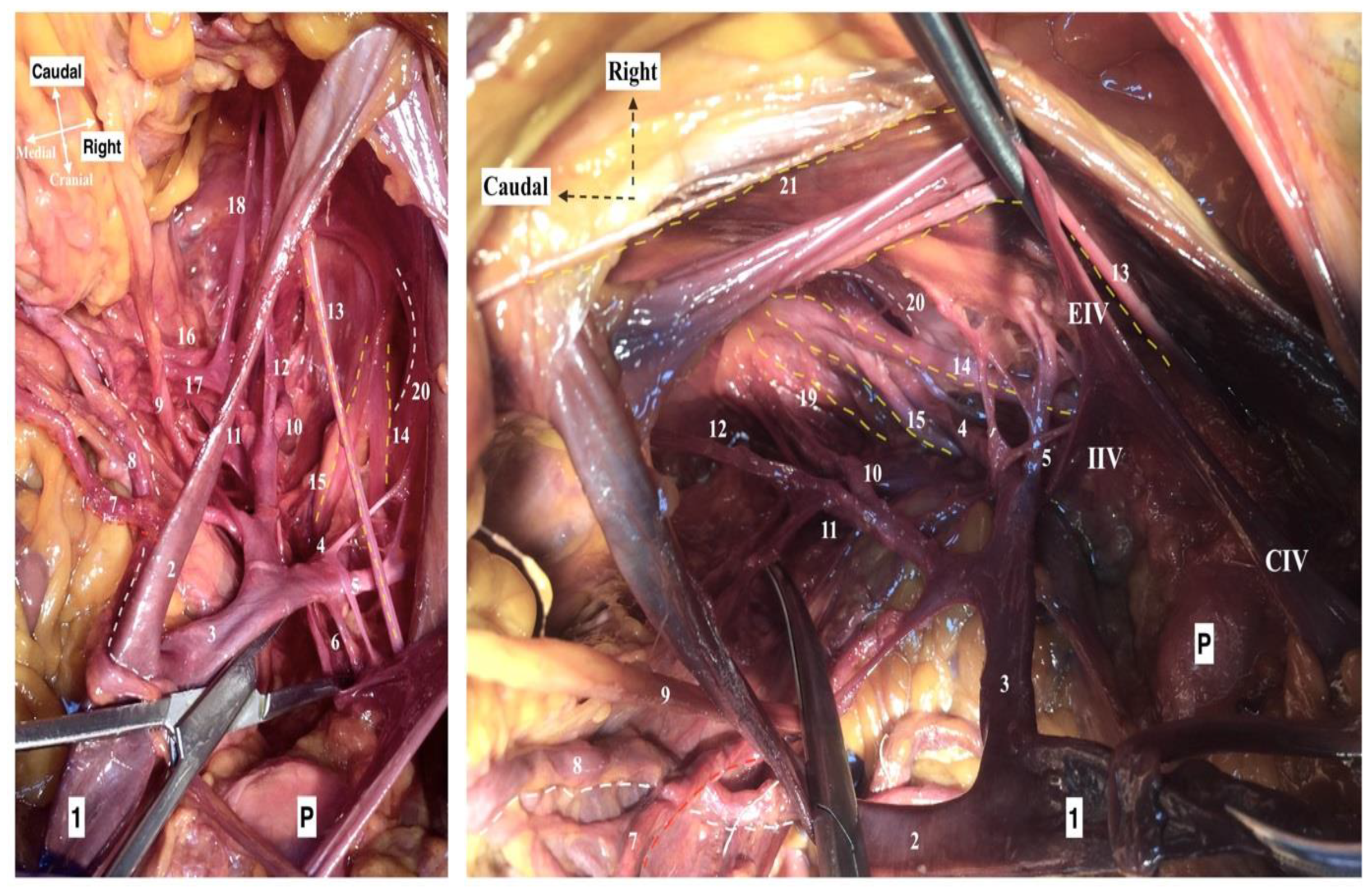 Diagnostics 12 00519 g007 550