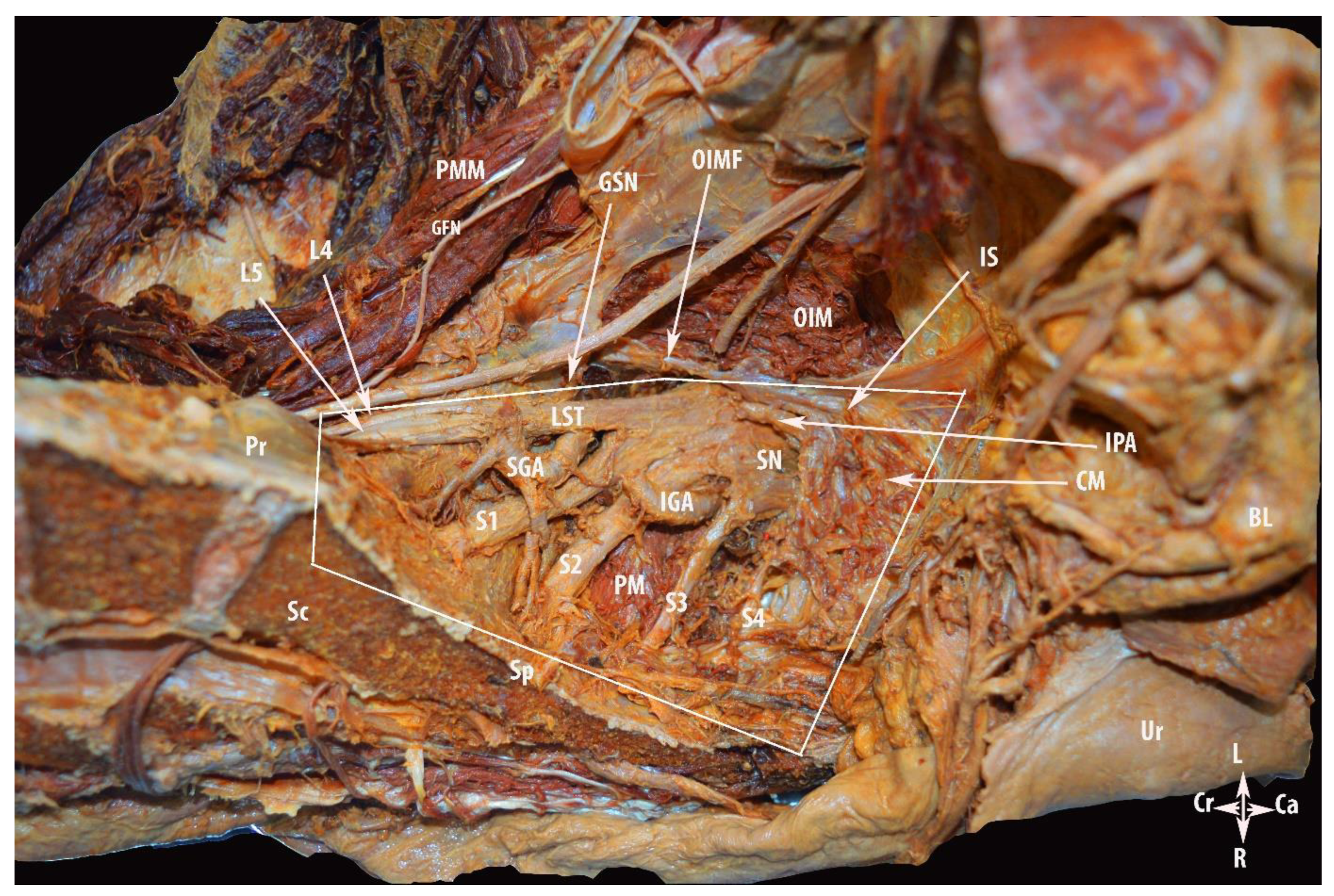 Diagnostics 12 00519 g008 550