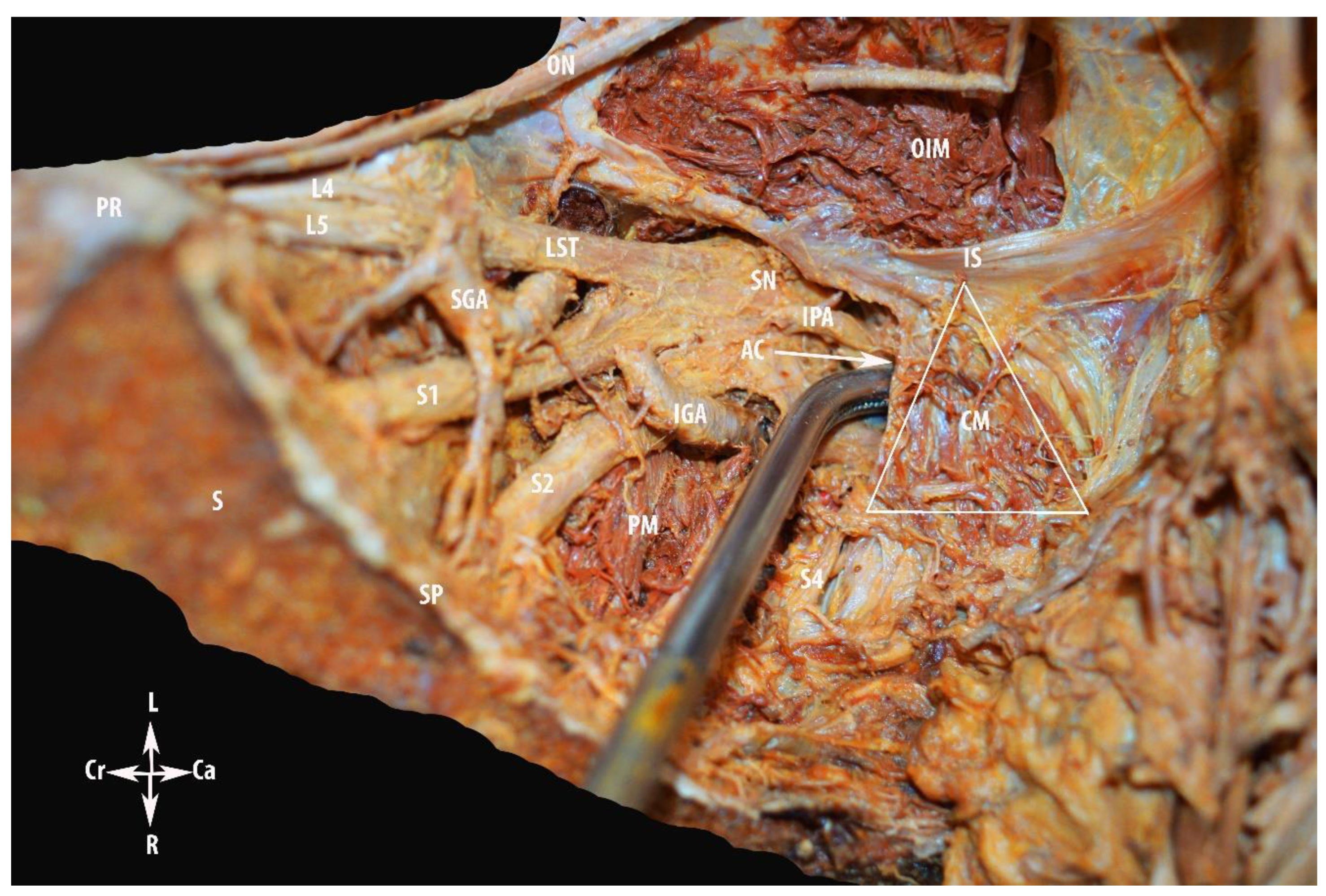 Diagnostics 12 00519 g010 550