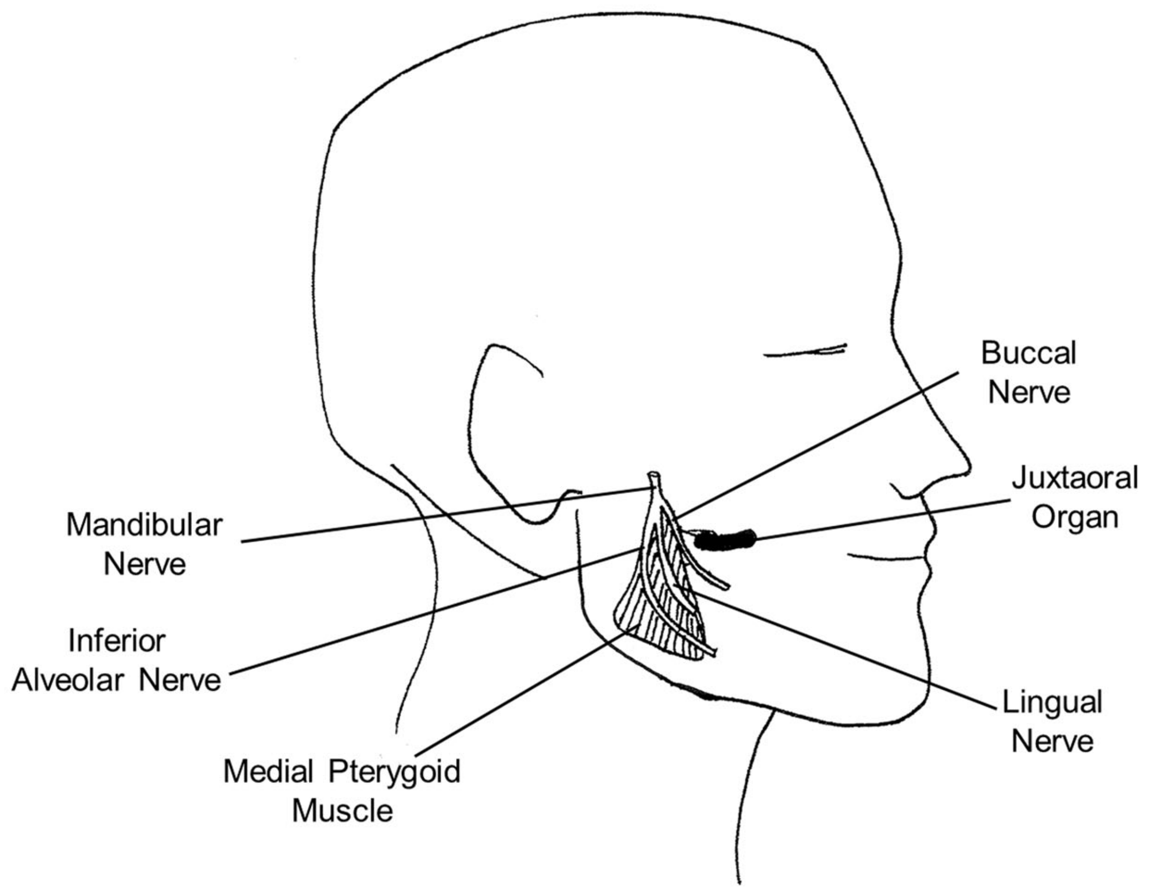 Draw it to know it – Gross Anatomy, Free Download, DEC 2020