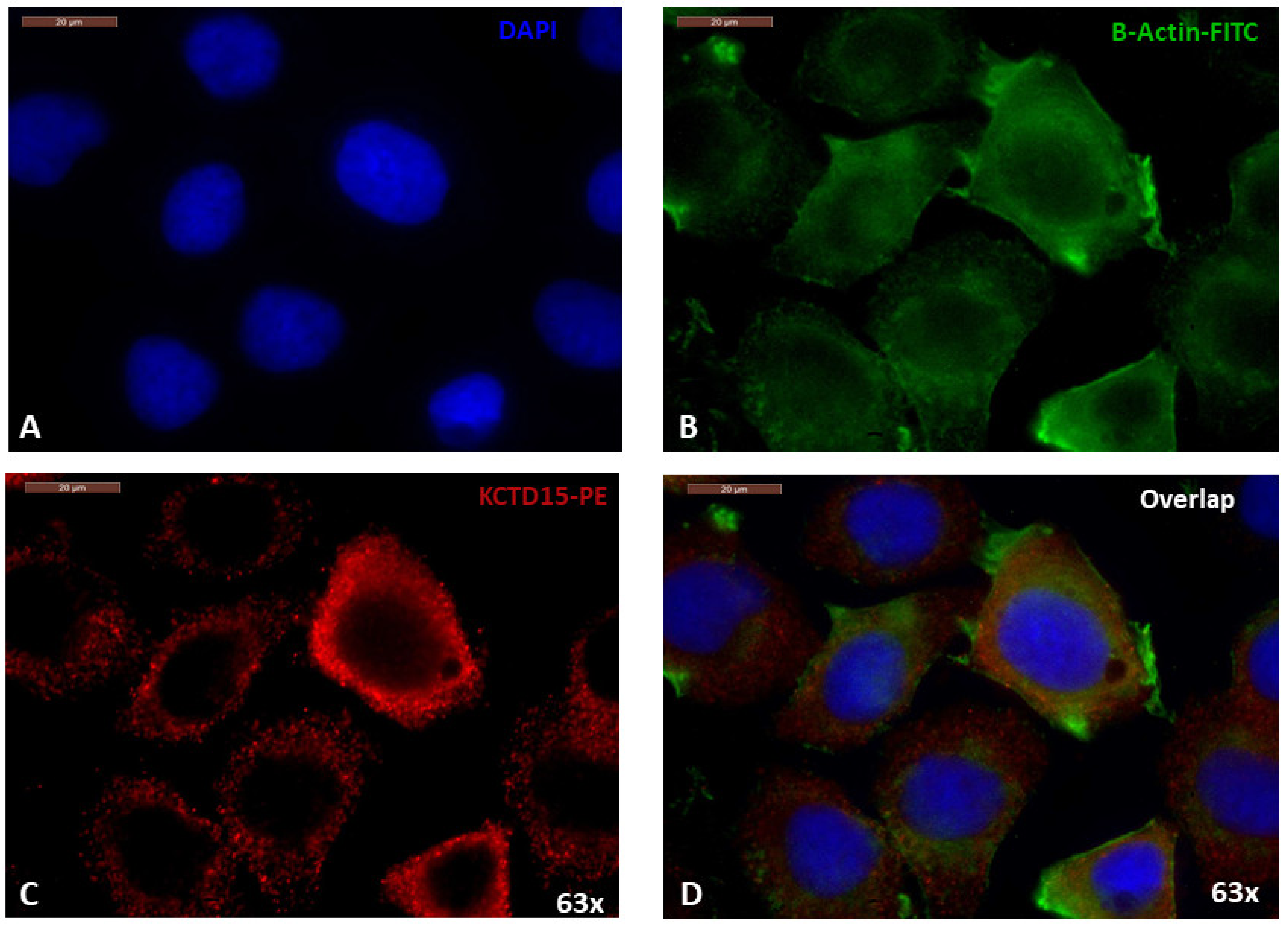Diagnostics 12 00591 g003 Diagnostics 12 00591 g003