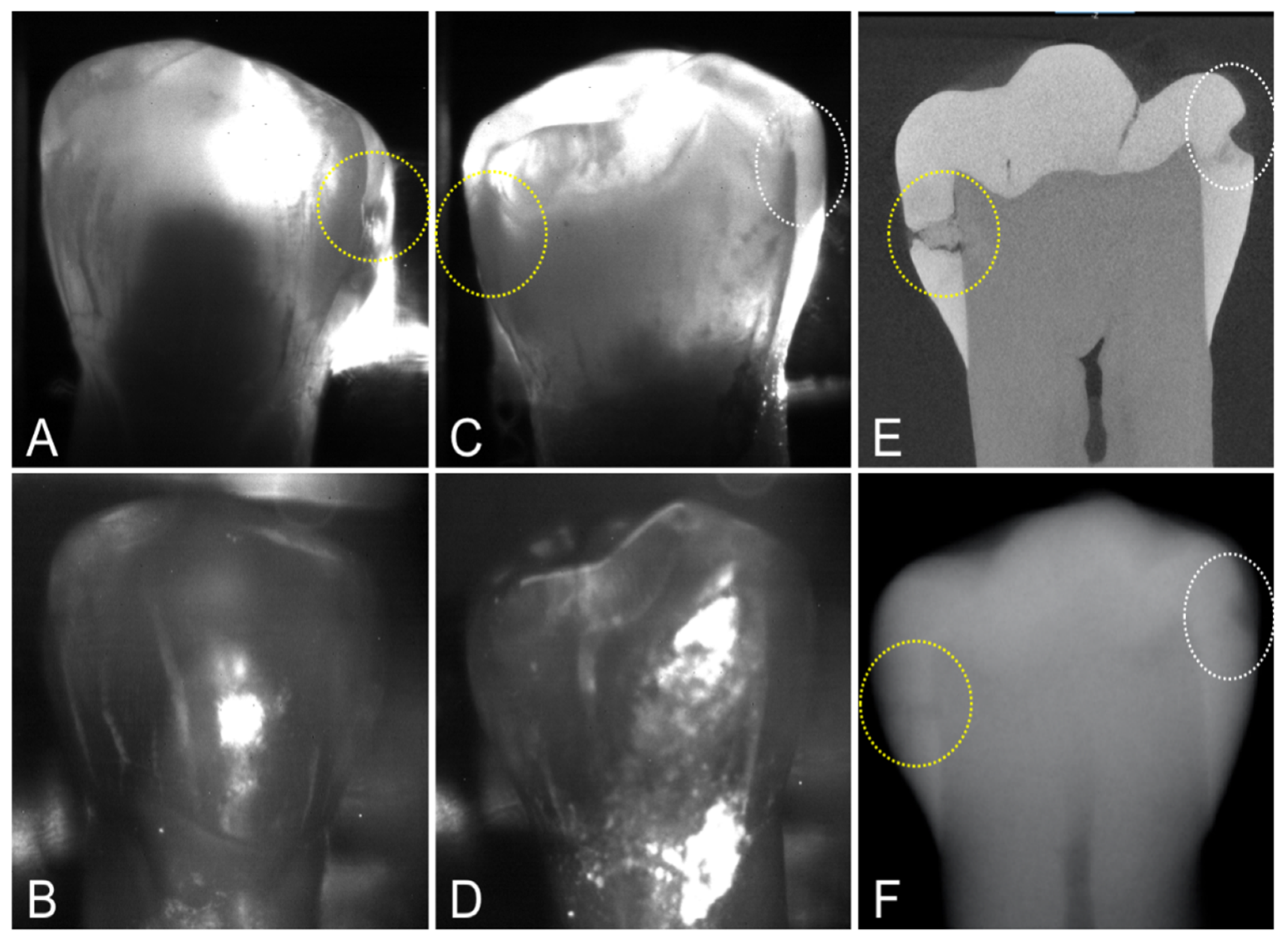 Diagnostics 12 00597 g003