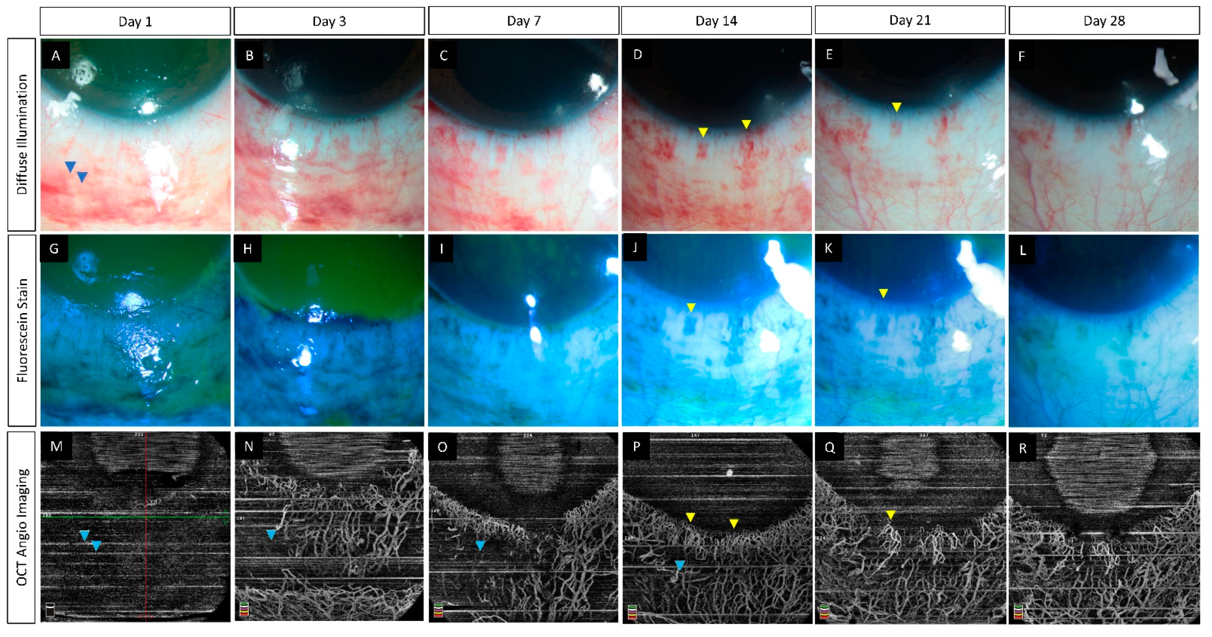 Diagnostics 12 00607 g001 550