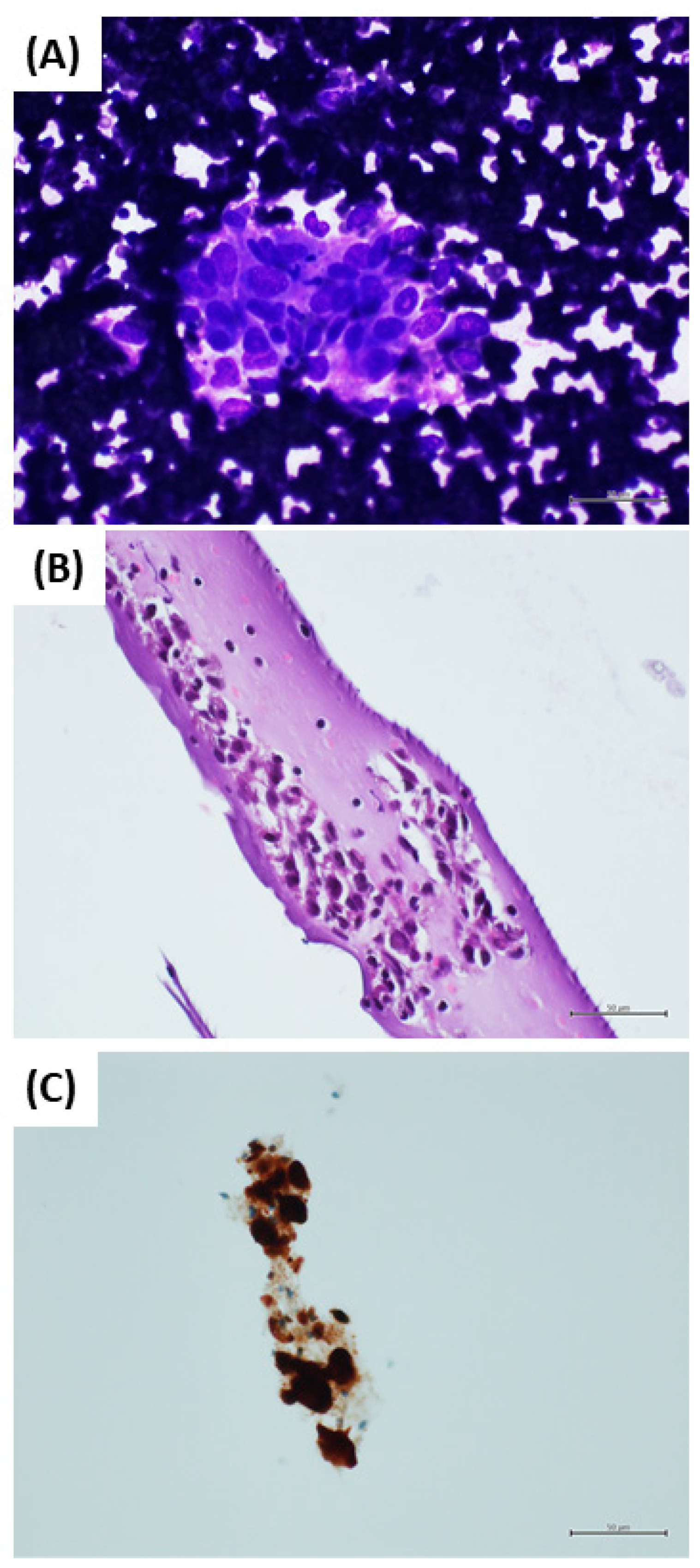 Diagnostics 12 00646 g003 550