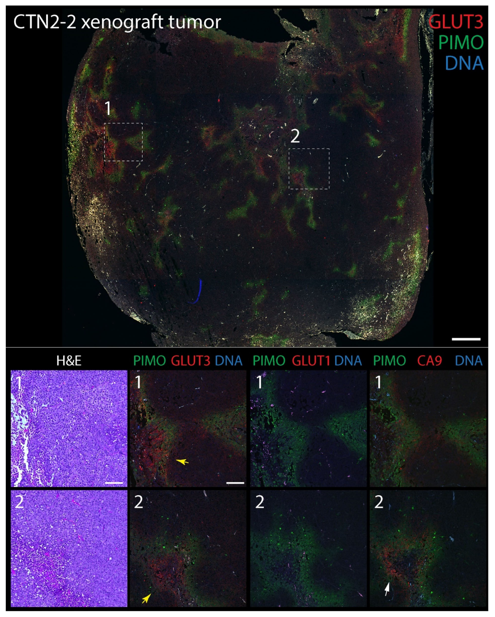 Diagnostics 12 00676 g003 550