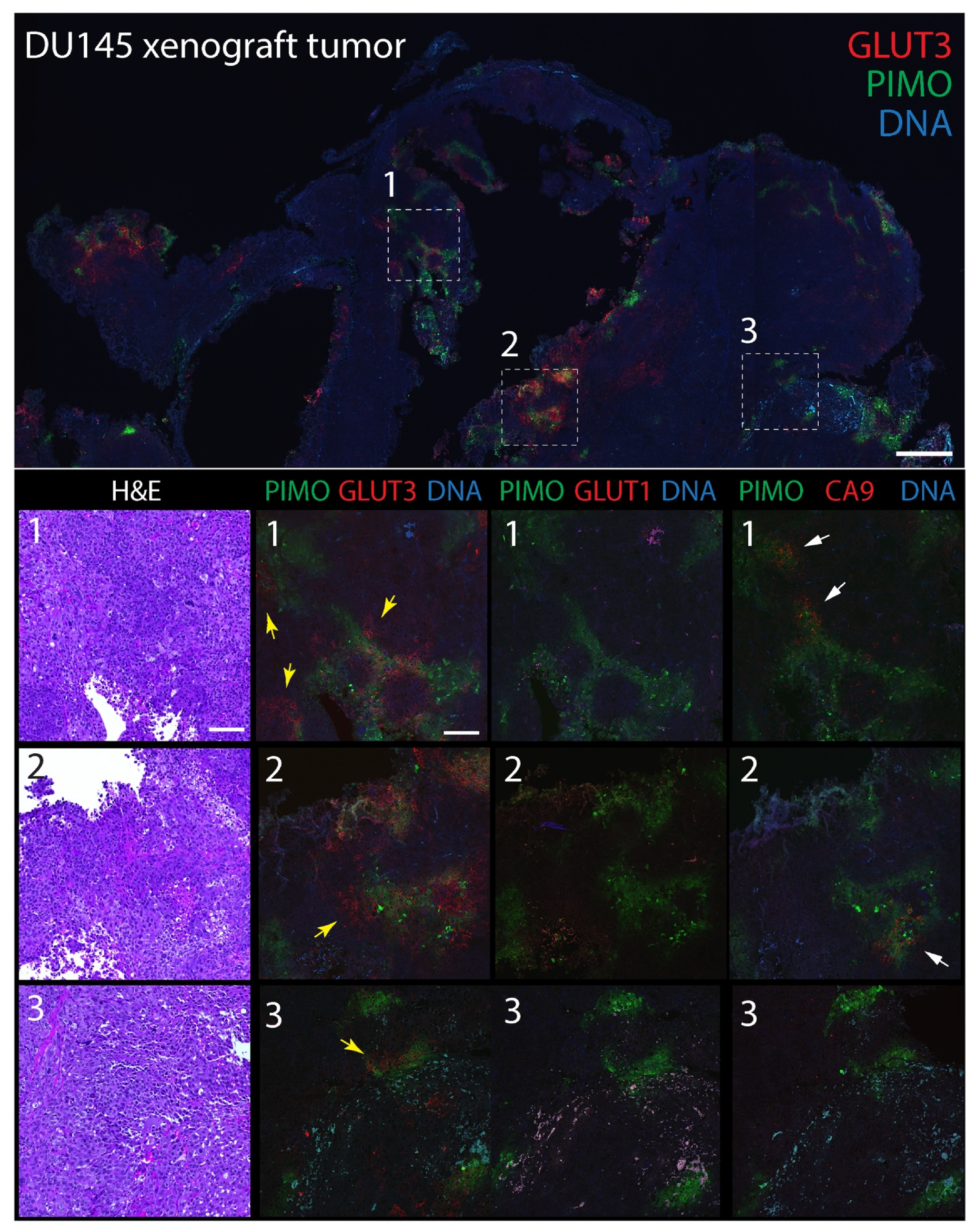 Diagnostics 12 00676 g004 550