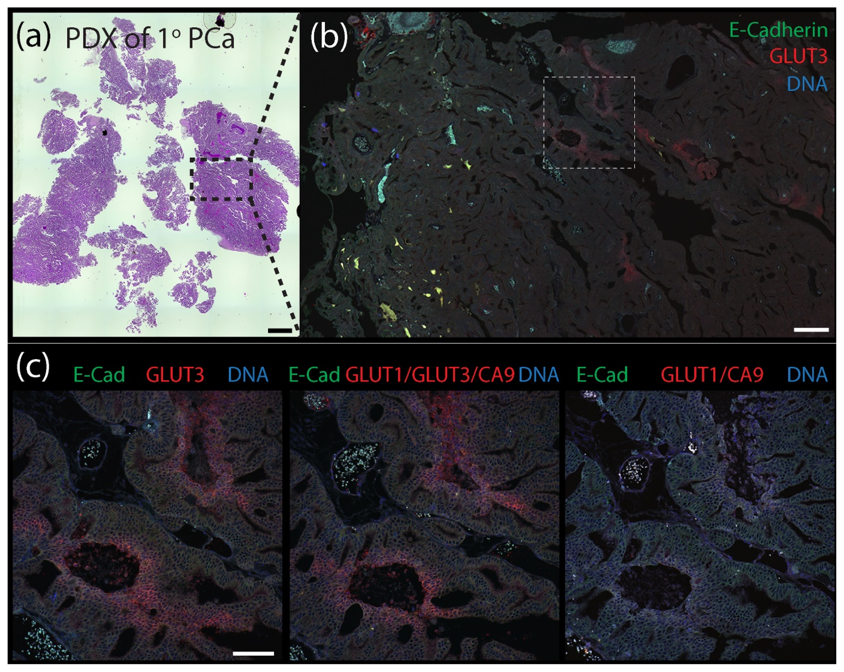 Diagnostics 12 00676 g006 550