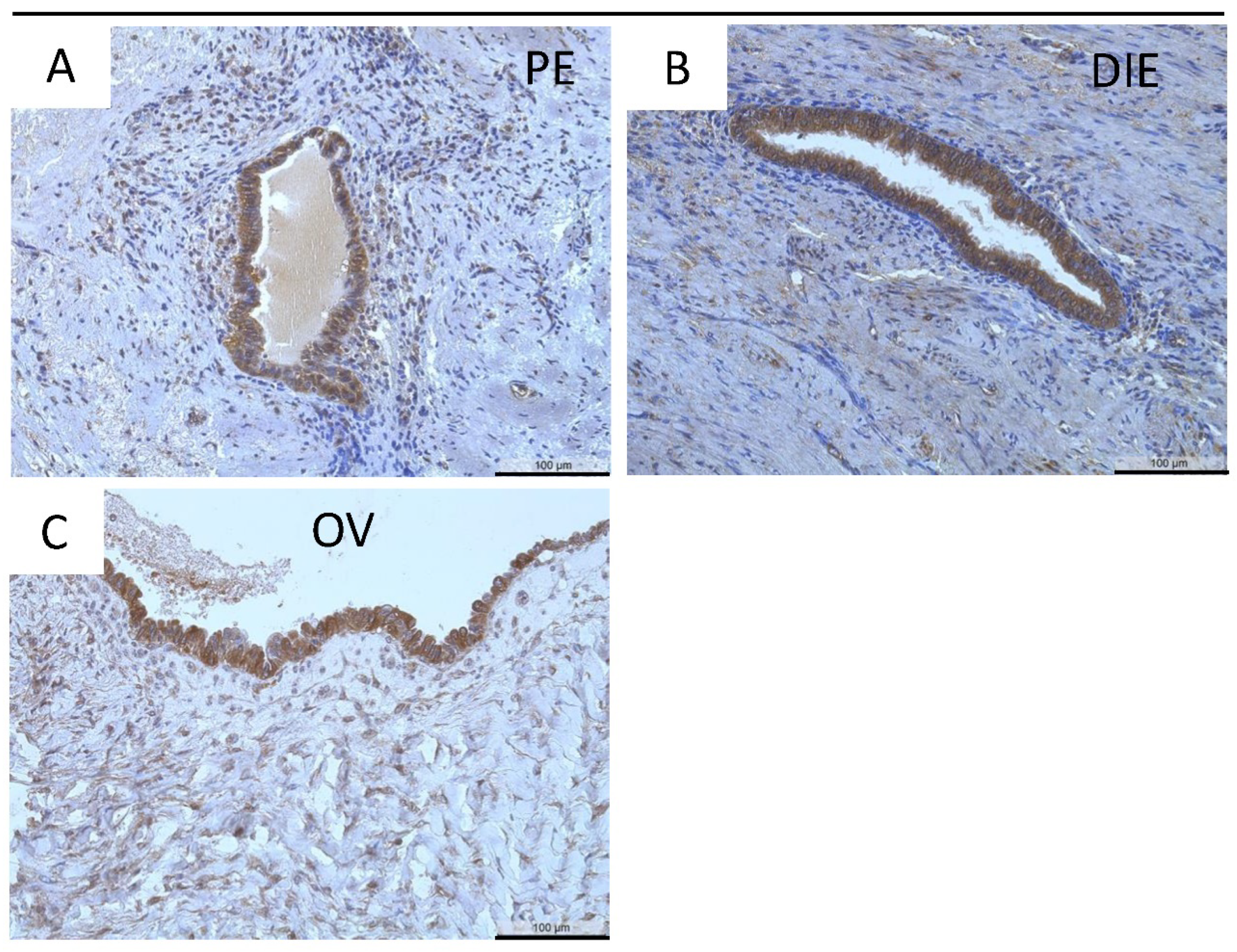 Diagnostics 12 00779 g003 Diagnostics 12 00779 g003