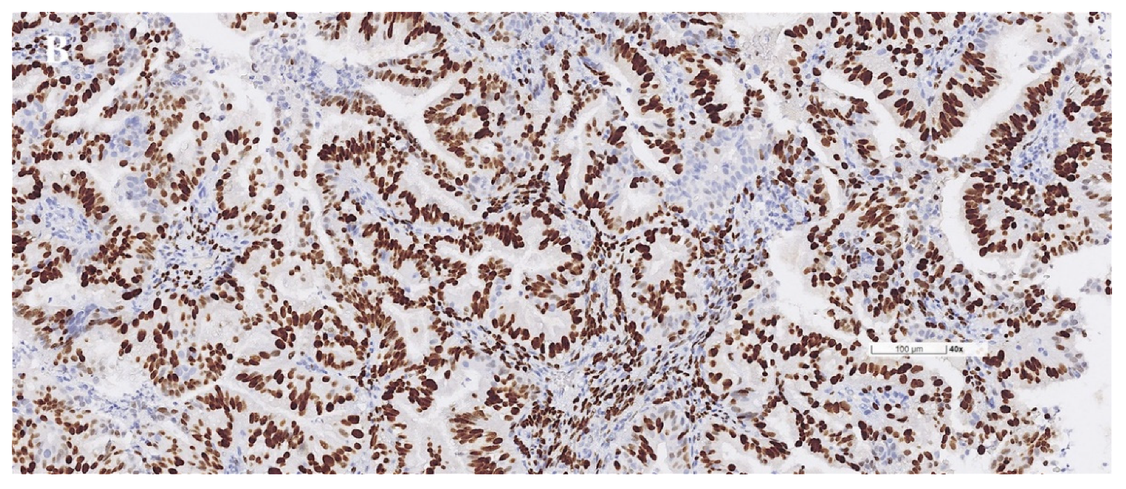 Diagnostics 12 00790 g002b