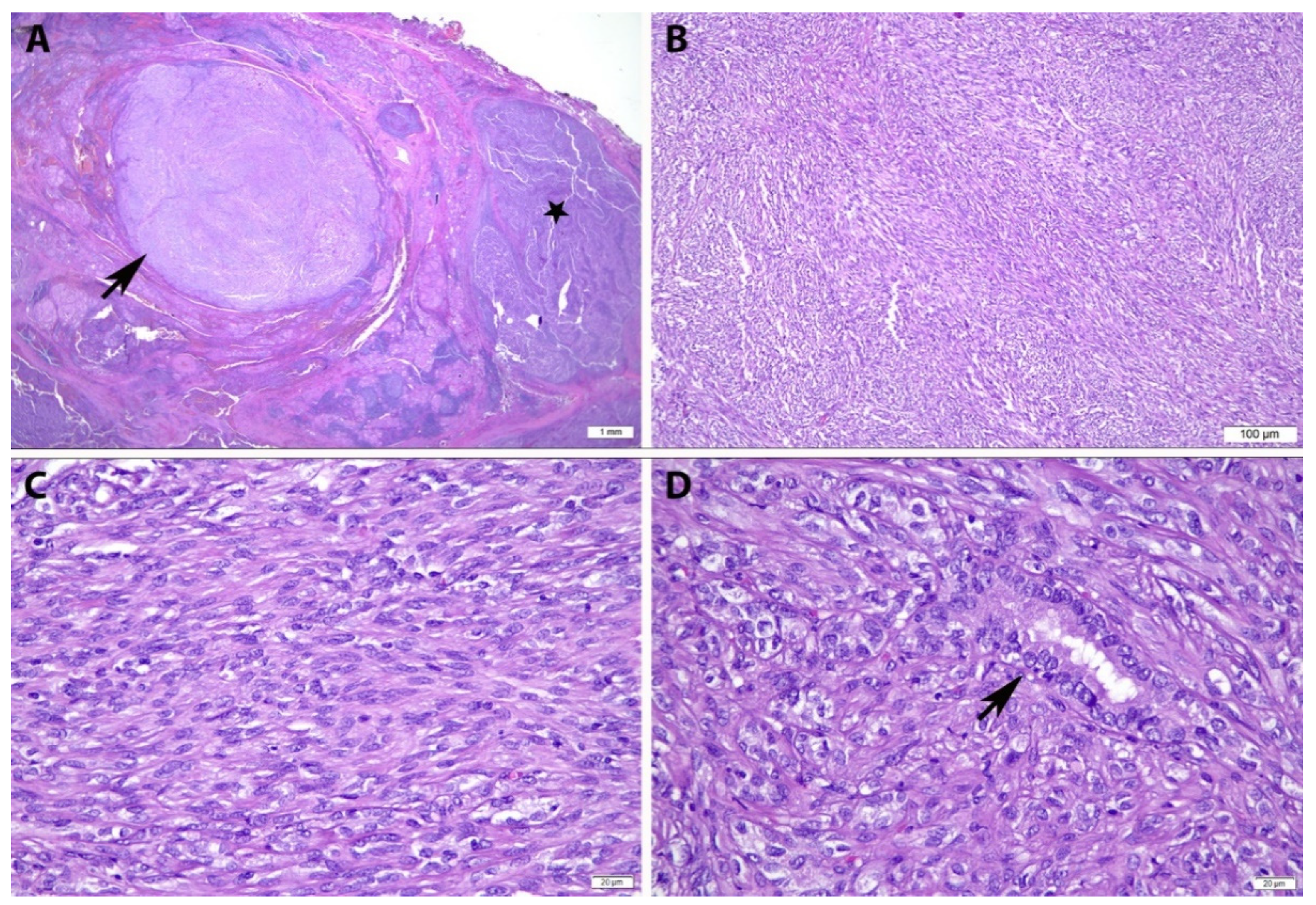 Diagnostics 12 00855 g002 550