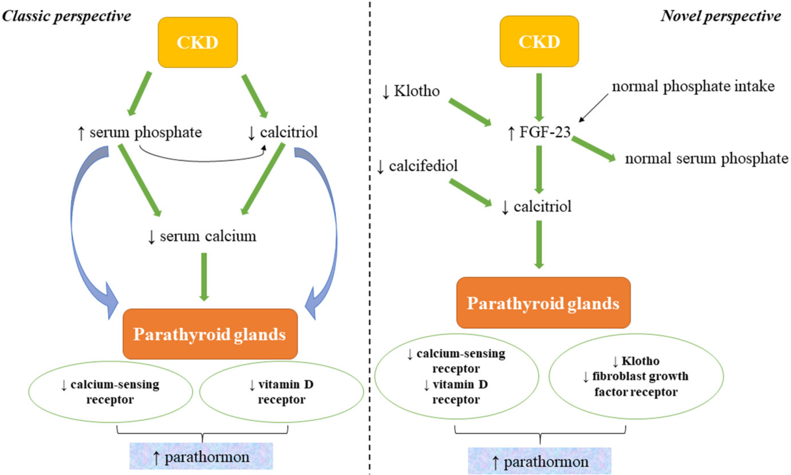 Diagnostics Free FullText Magnesium—A More Important Role in CKD