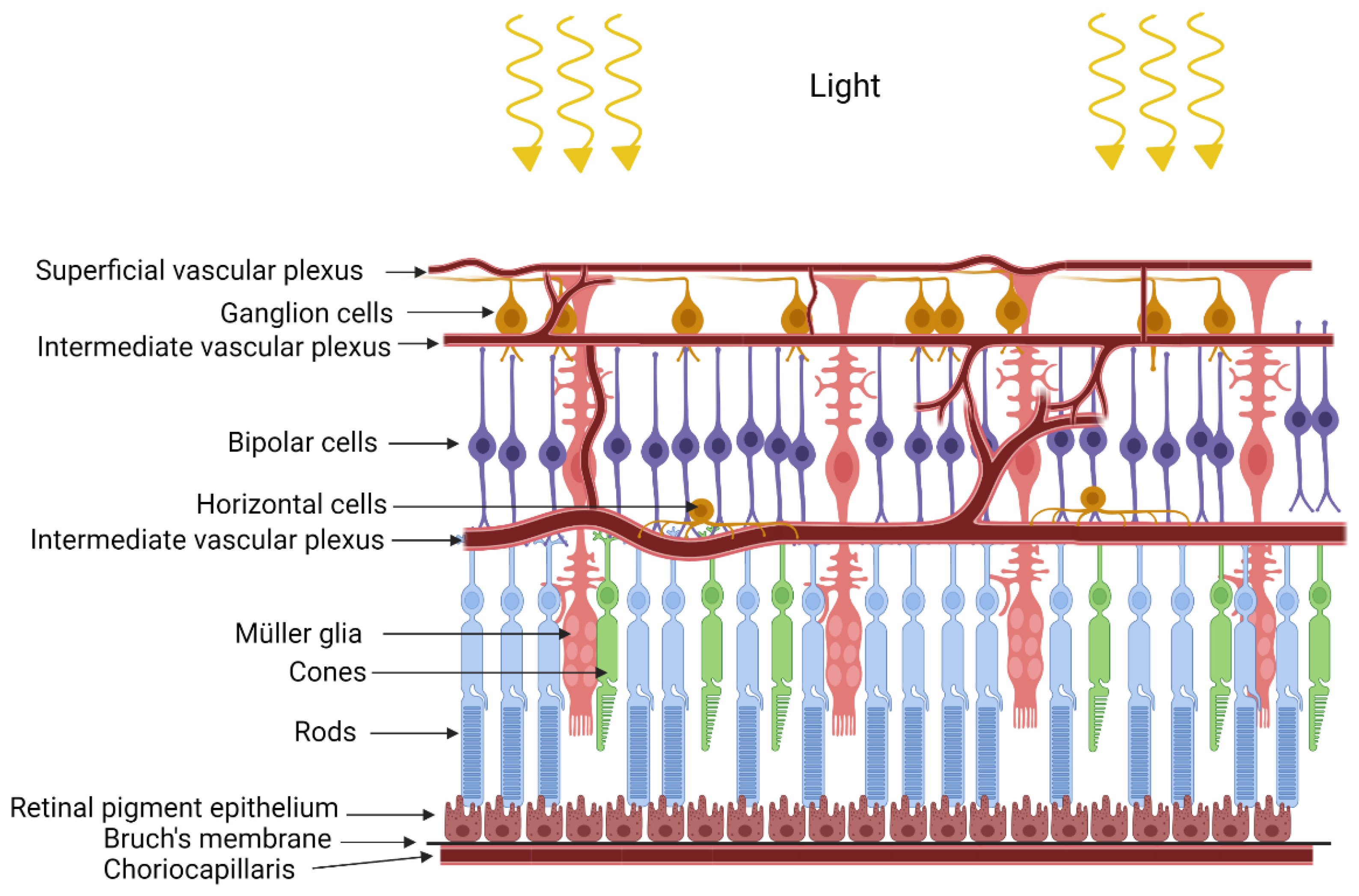 Diagnostics 12 00903 g001