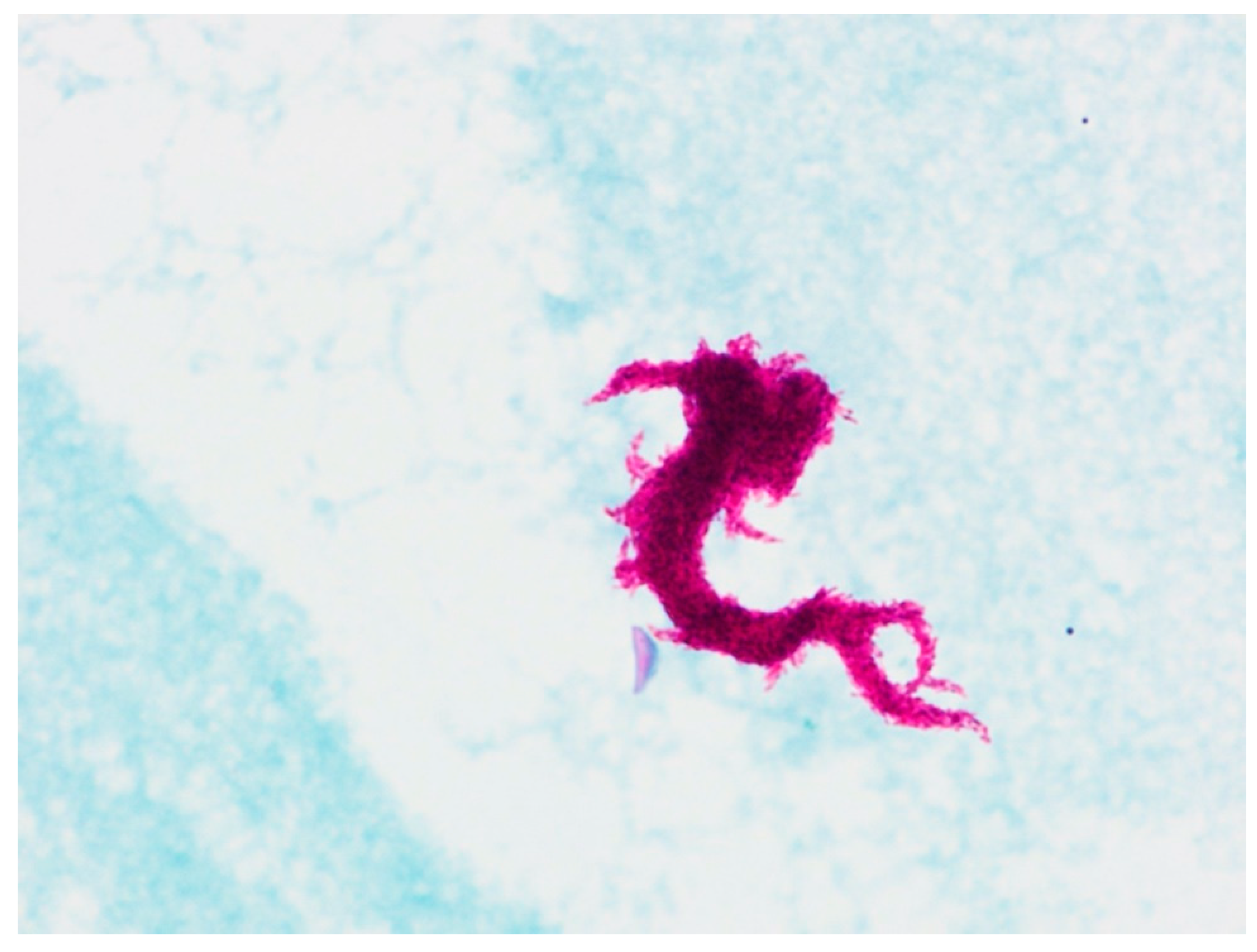 Diagnostics 12 00922 g003 550