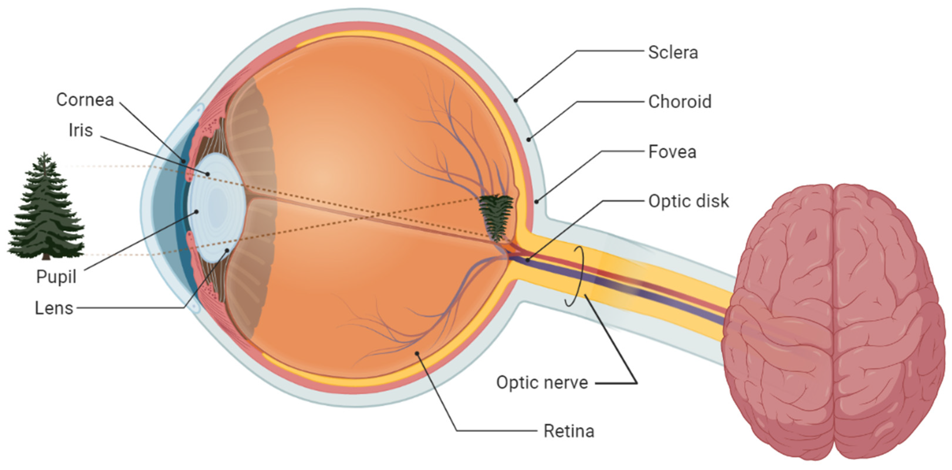 Iris of the Eye  Definition, Function & Parts - Video & Lesson