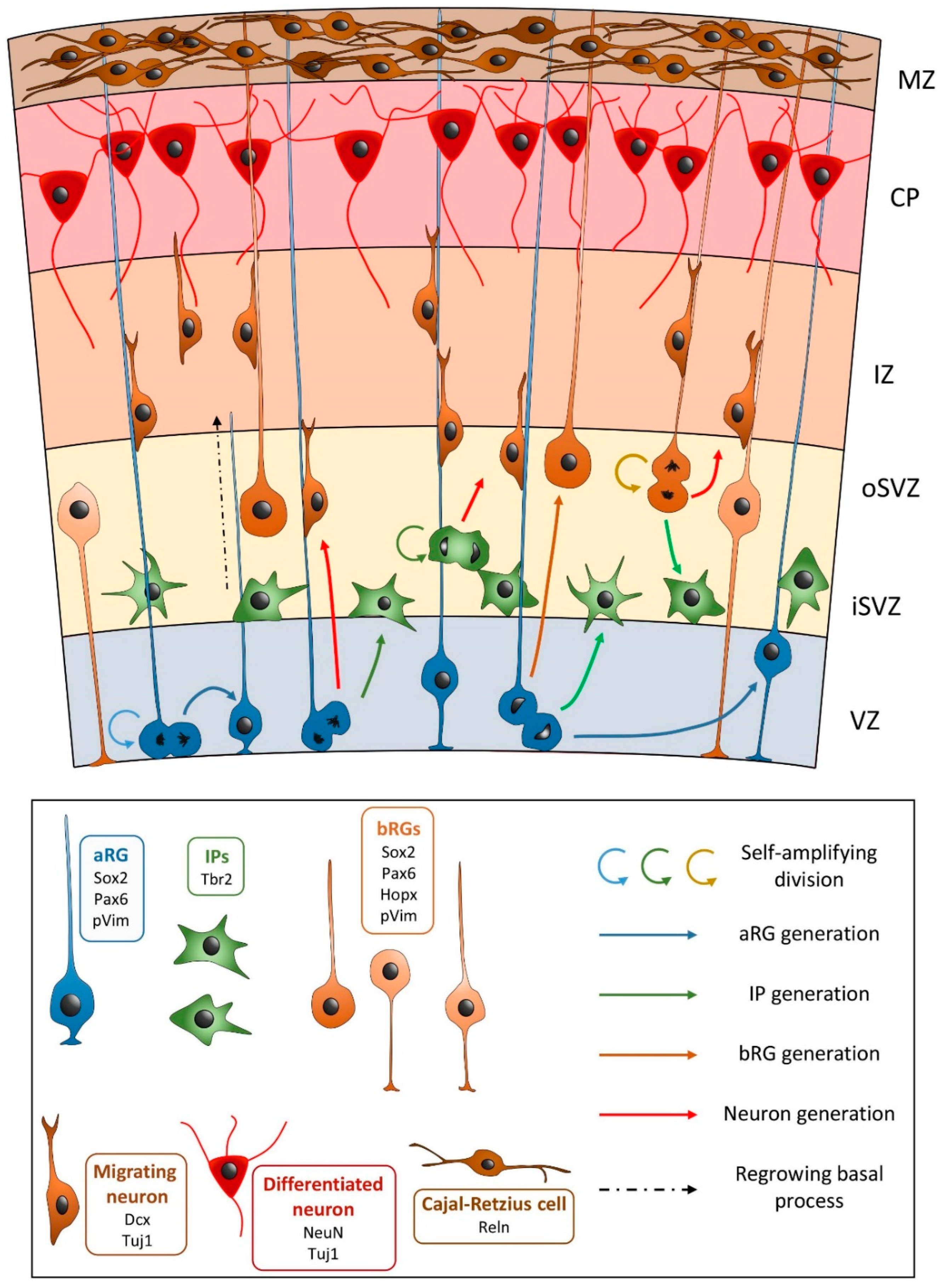 Diagnostics 12 01123 g001 550
