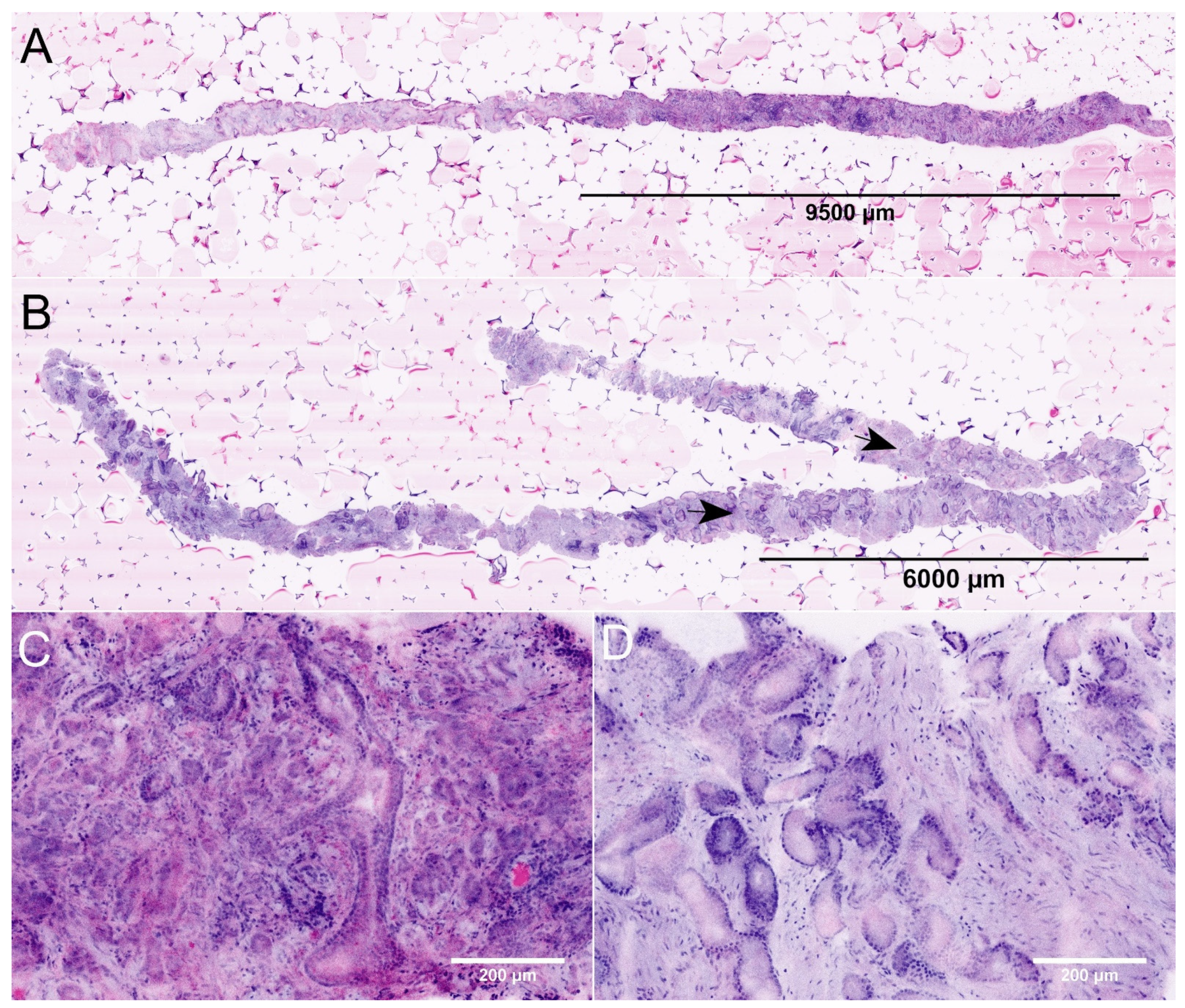 Diagnostics 12 01146 g001 550