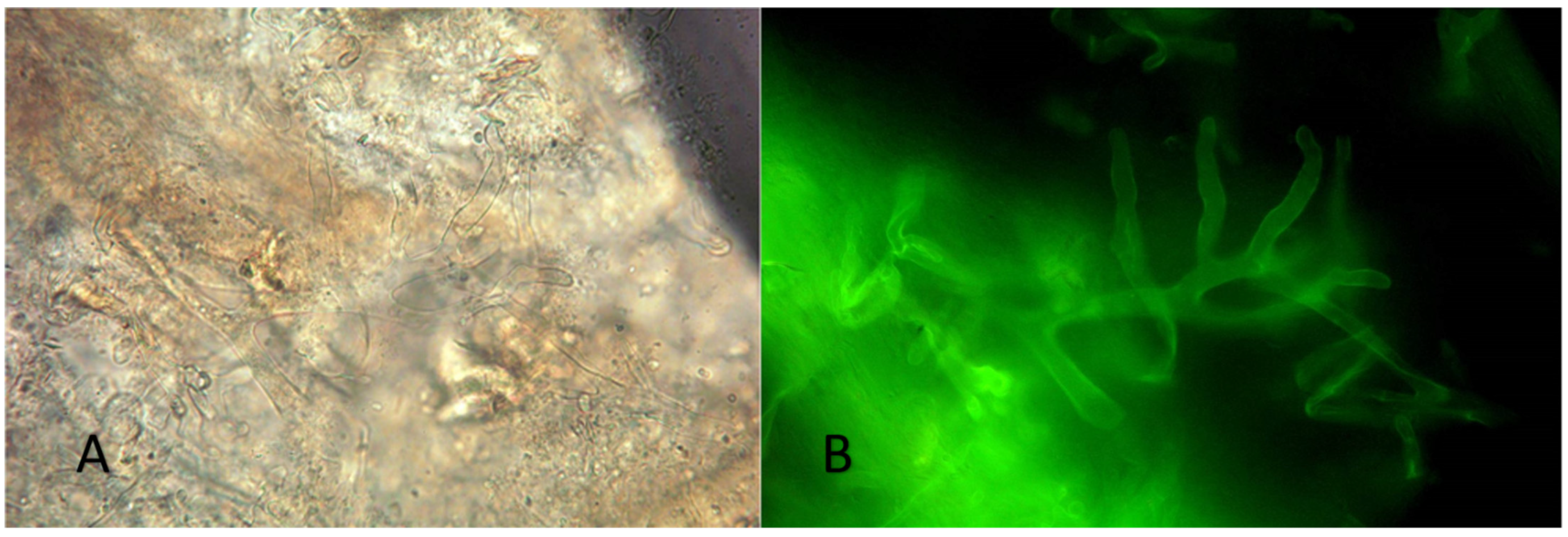 Diagnostics 12 01163 g002
