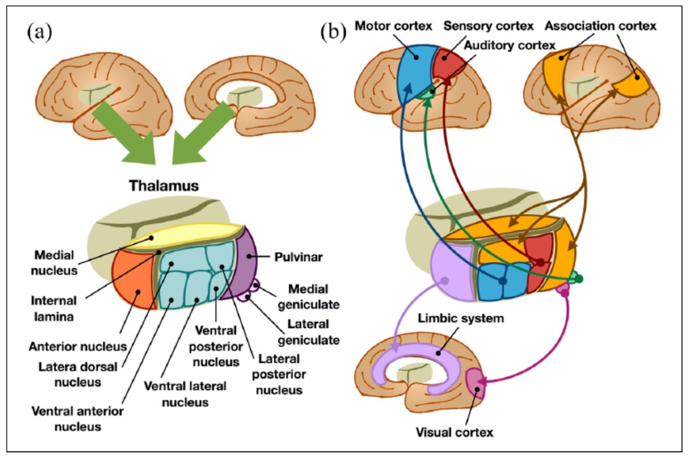 Wallenberg Syndrome: What Is It, Causes, Diagnosis, Treatment, and More