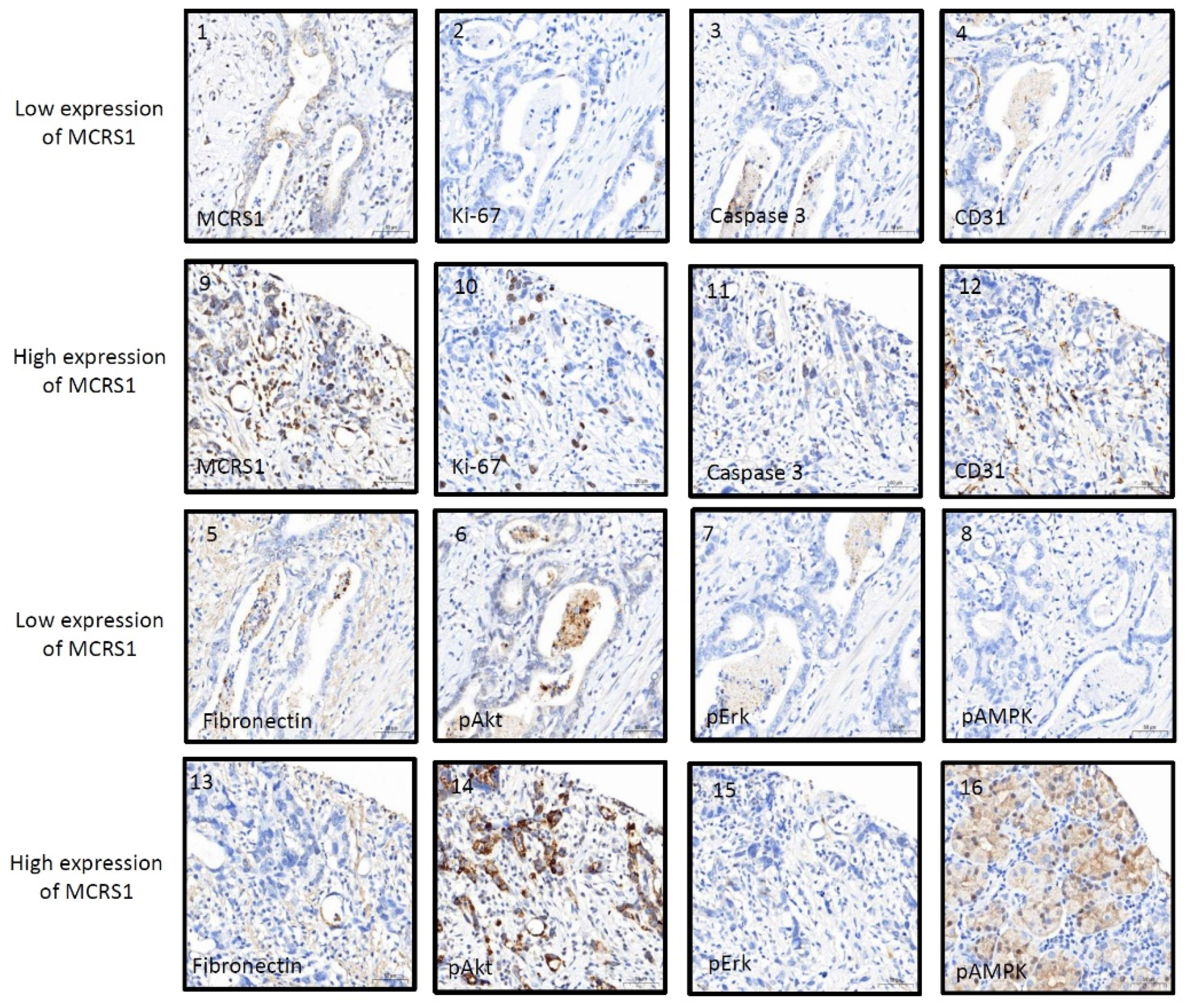 Diagnostics 12 01502 g004