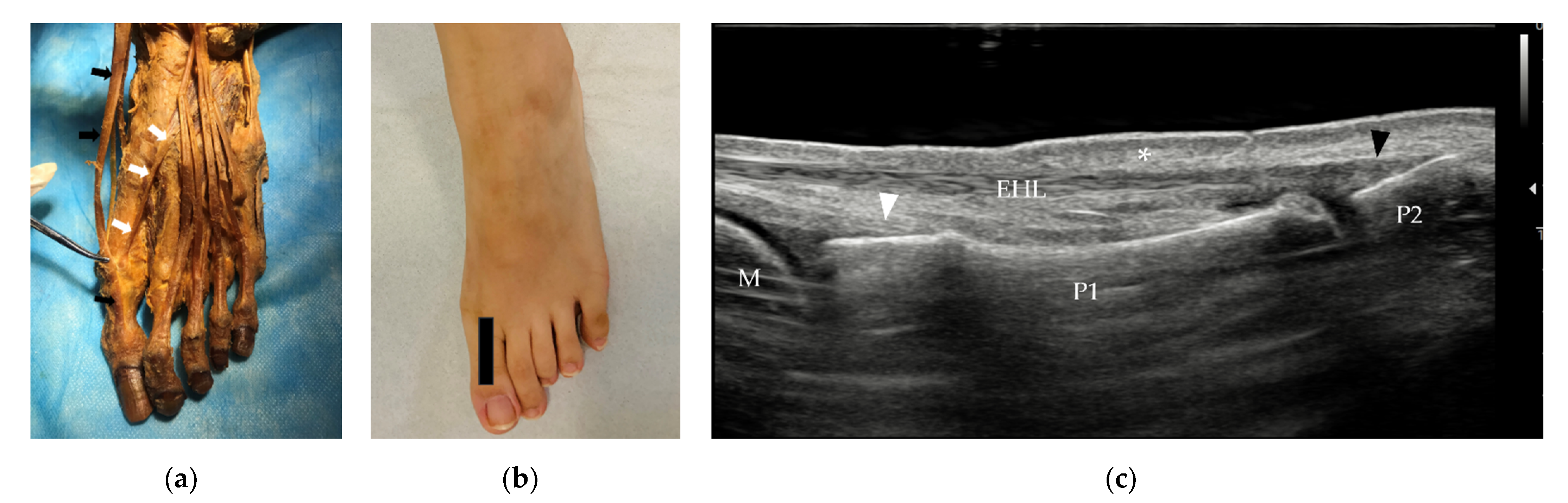 Diagnostics 12 01541 g002