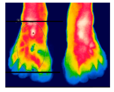 Diagnostics 12 01550 i019