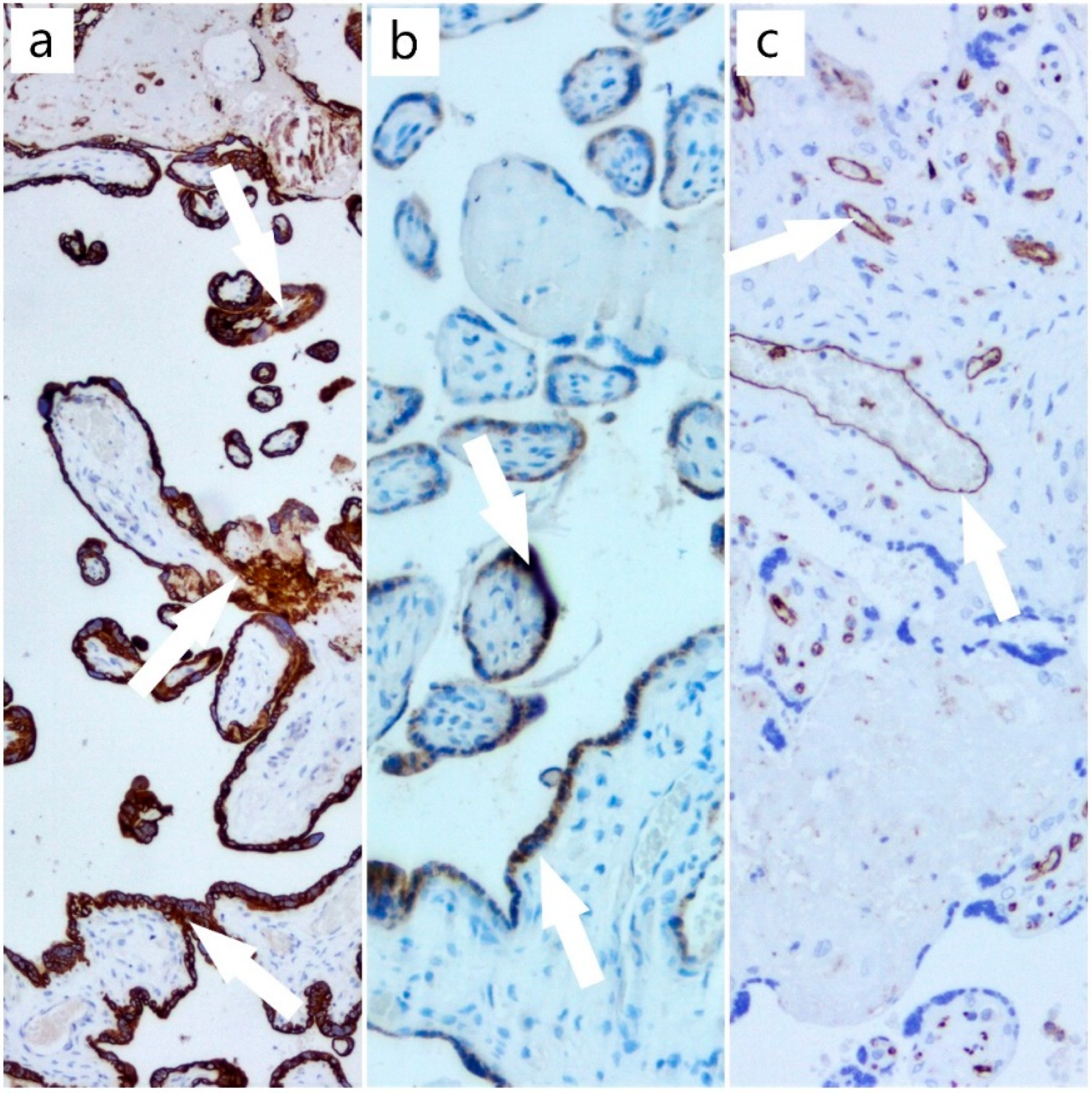 Diagnostics 12 01559 g004 Diagnostics 12 01559 g004