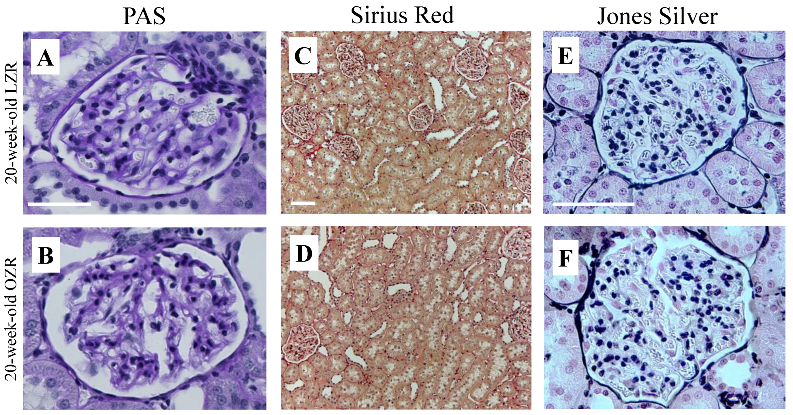 Diagnostics 12 01626 g003 Diagnostics 12 01626 g003