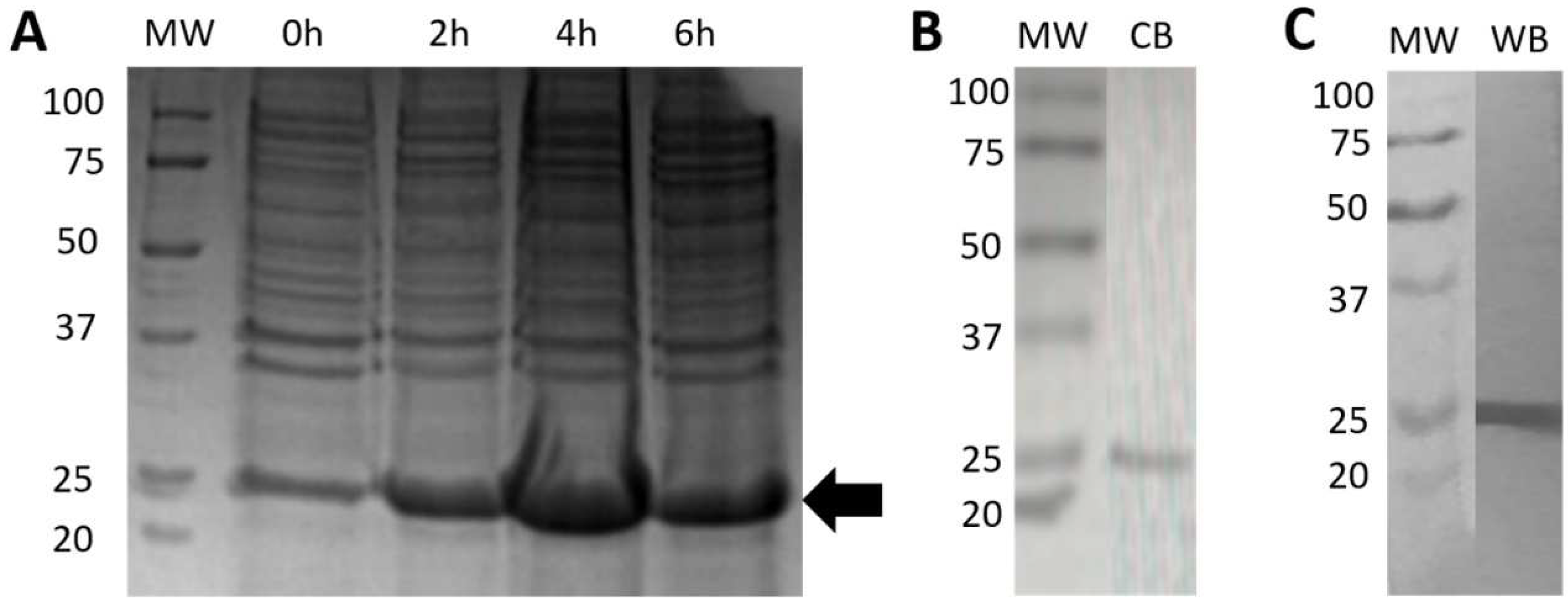 Diagnostics 12 01629 g001