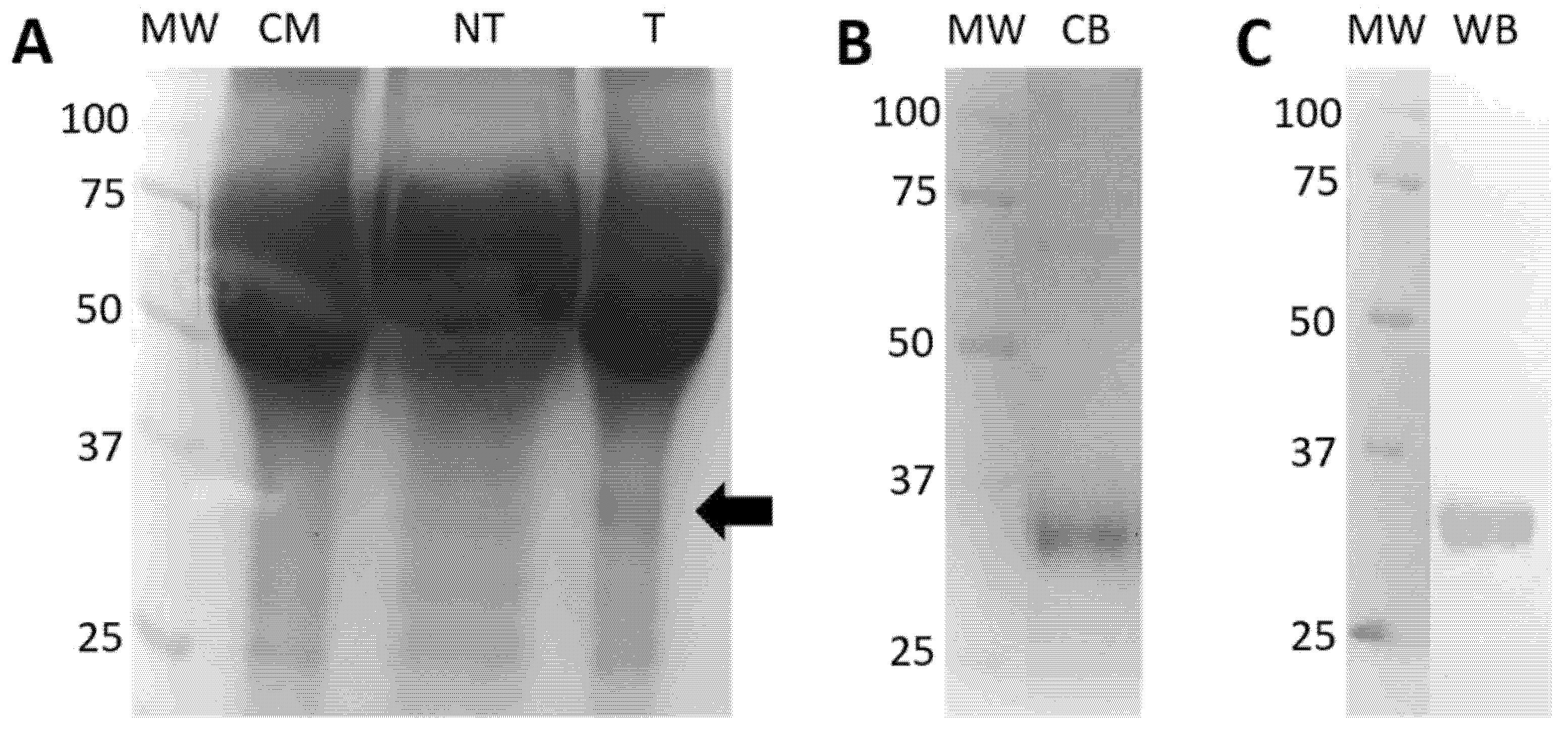Diagnostics 12 01629 g003
