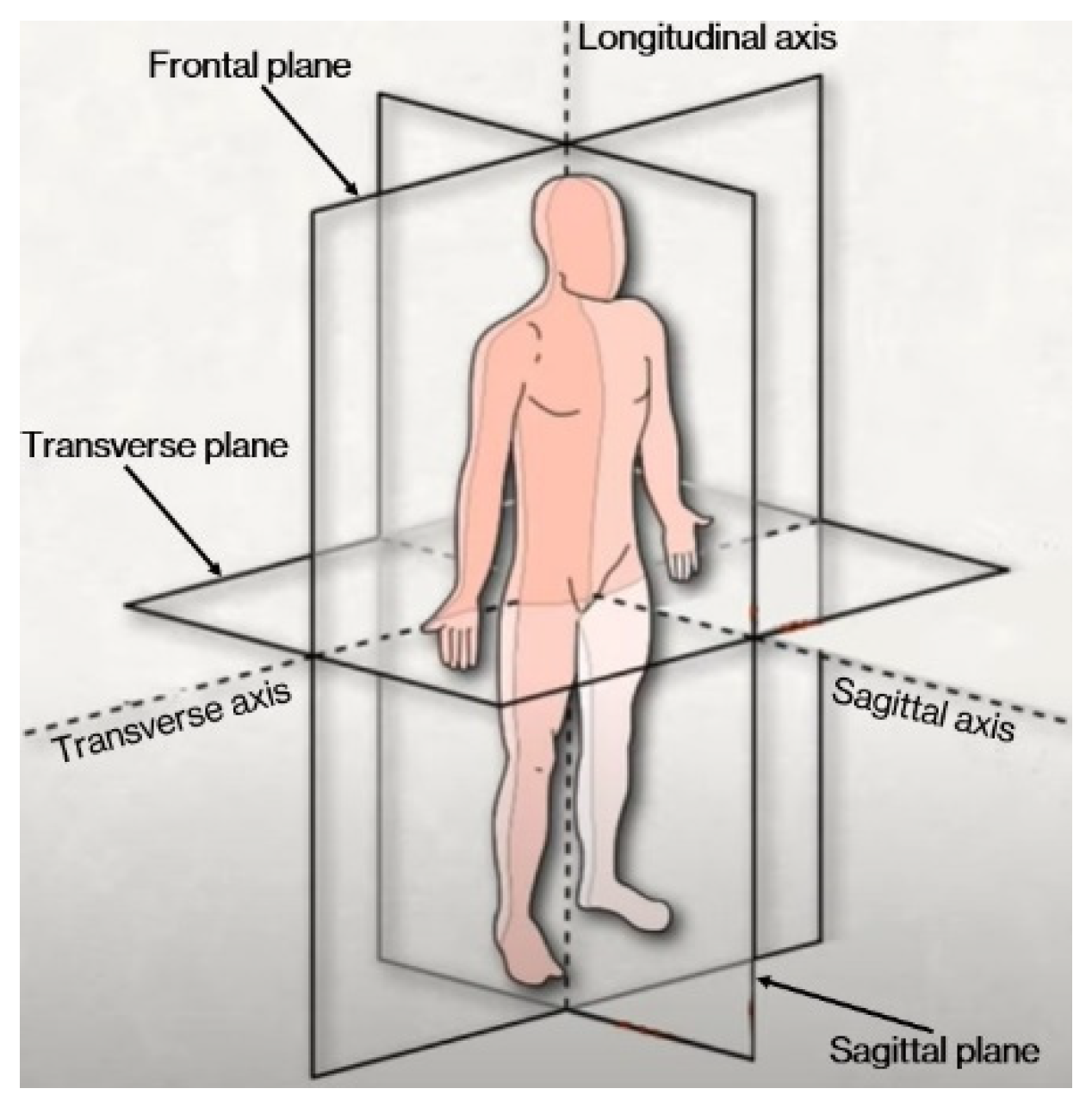 Longitudinal Axis And Transverse Axis