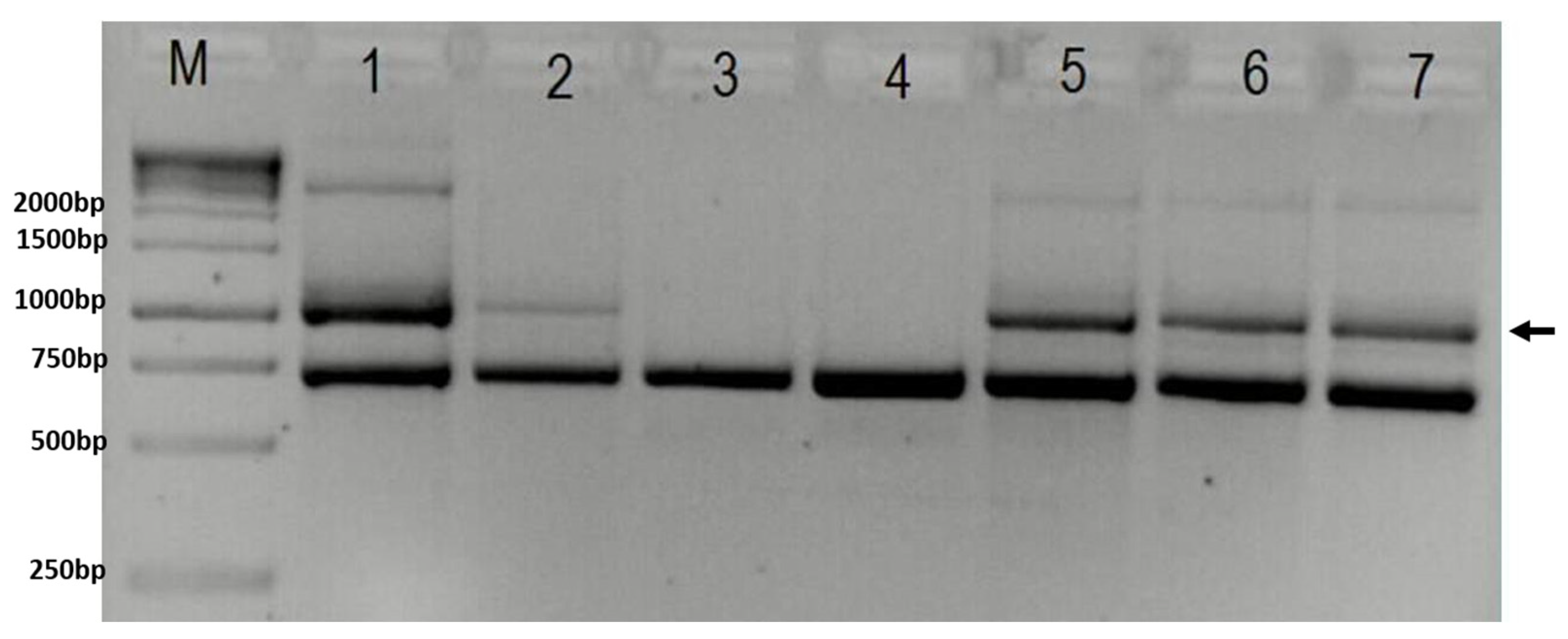 Diagnostics 12 01711 g002
