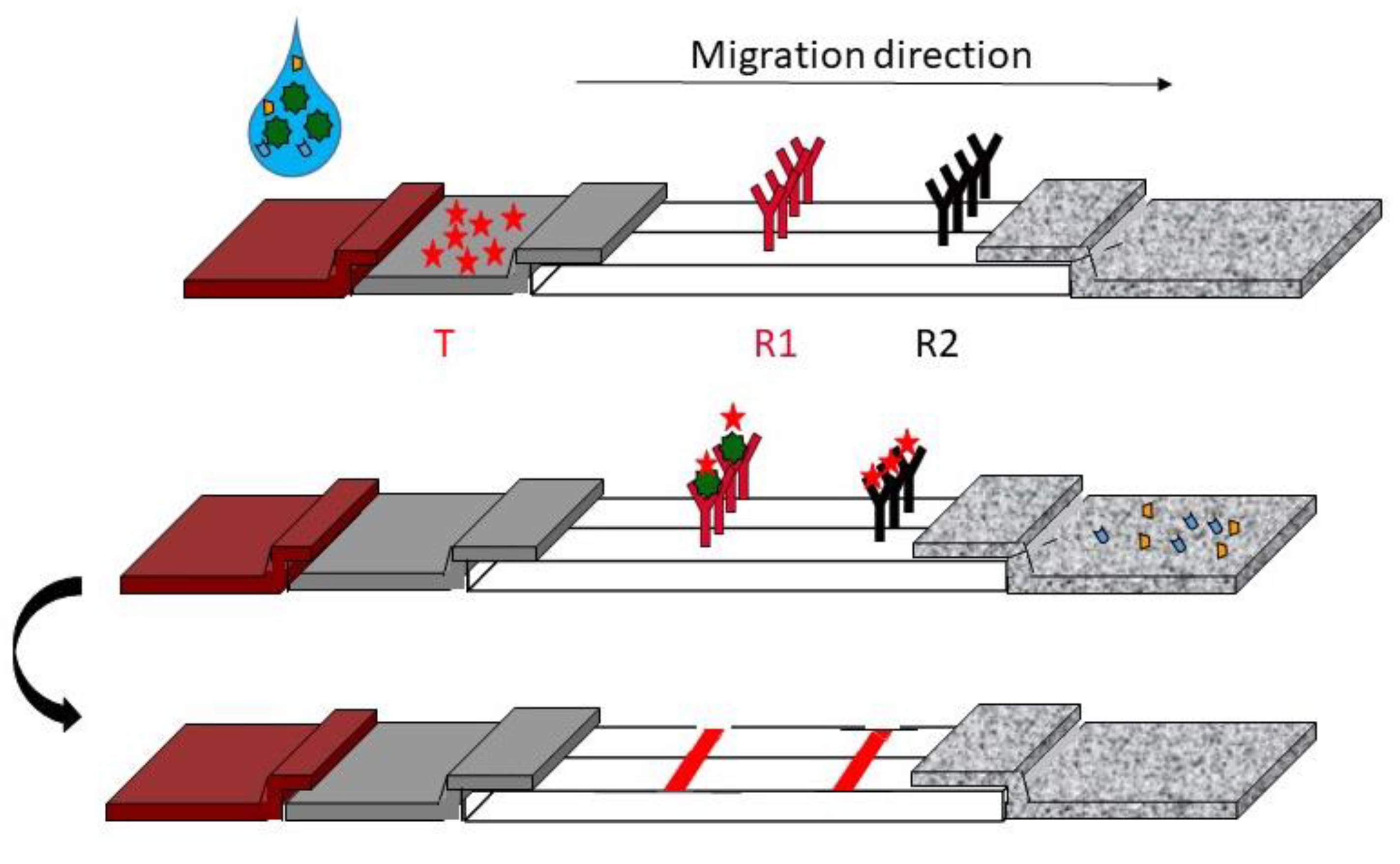 Diagnostics Free FullText The Revolution of Lateral Flow Assay in