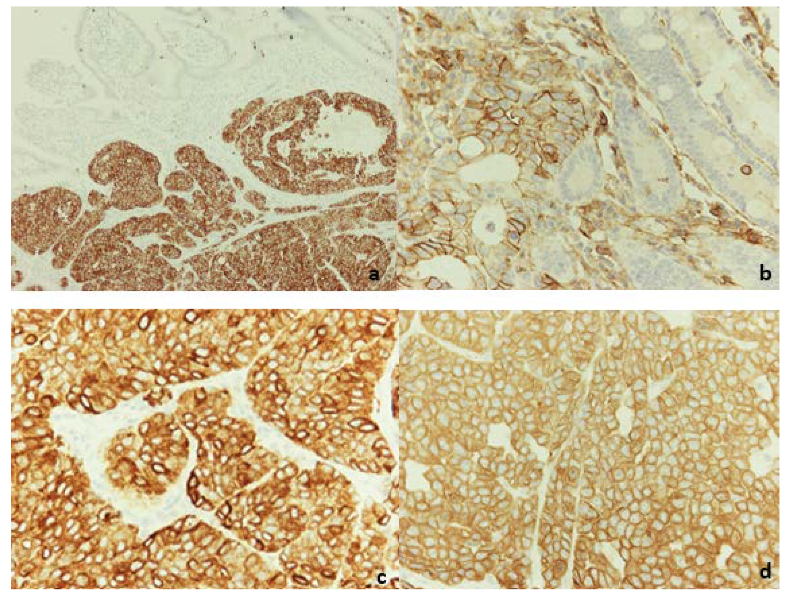 Diagnostics 12 01797 g004 Diagnostics 12 01797 g004