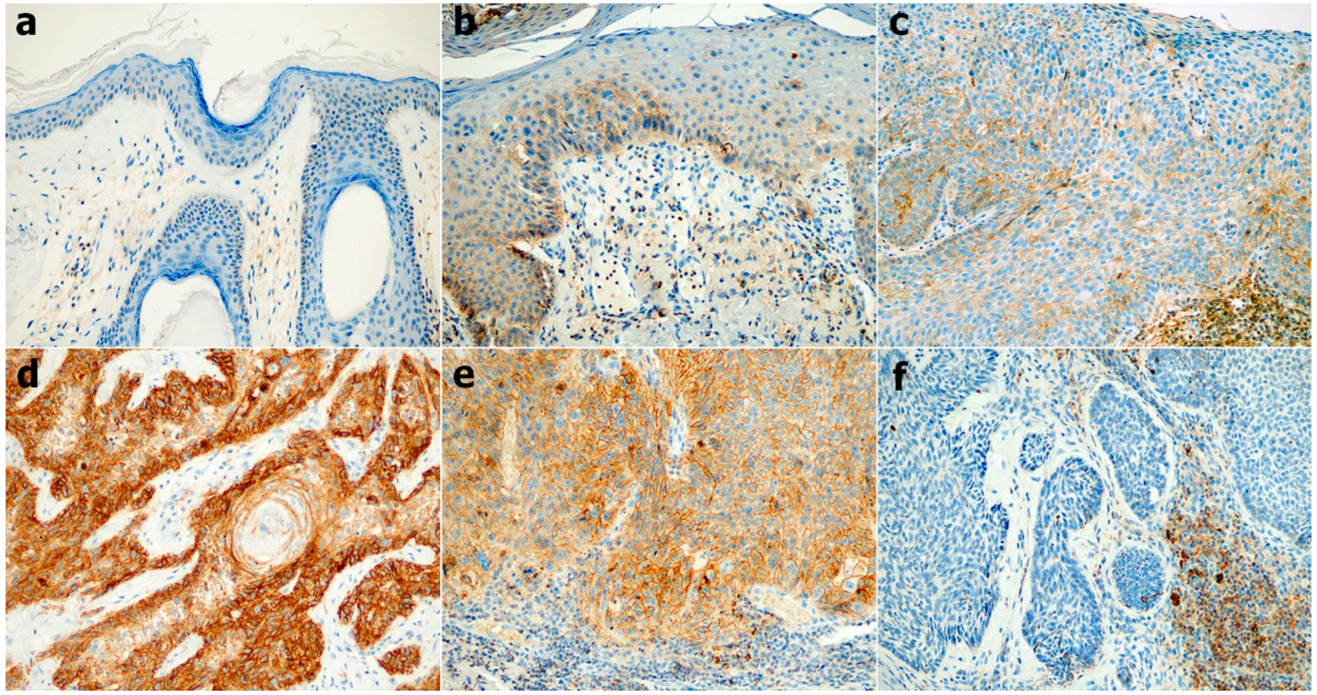 Diagnostics 12 01859 g003 Diagnostics 12 01859 g003
