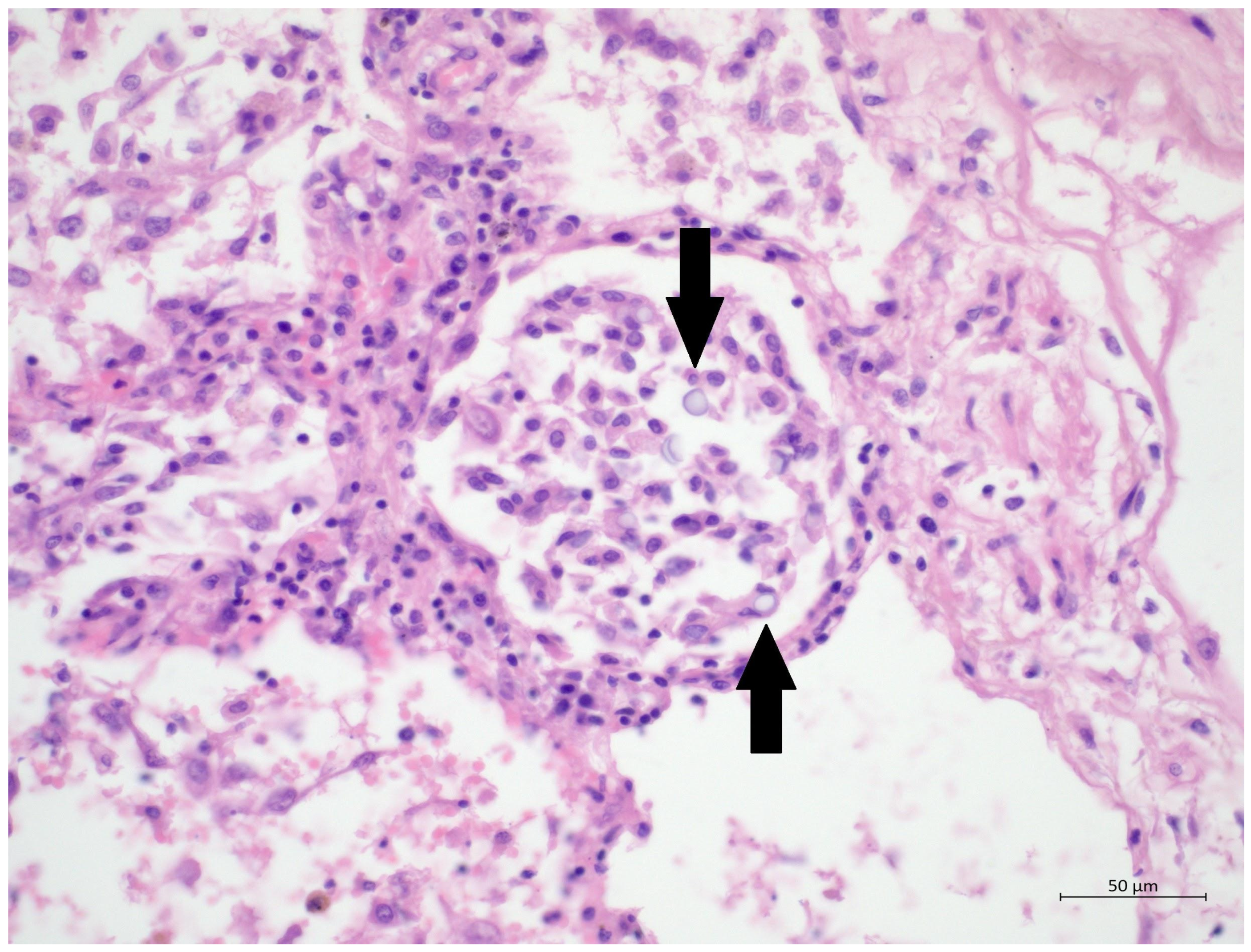 Diagnostics 12 01944 g003 550