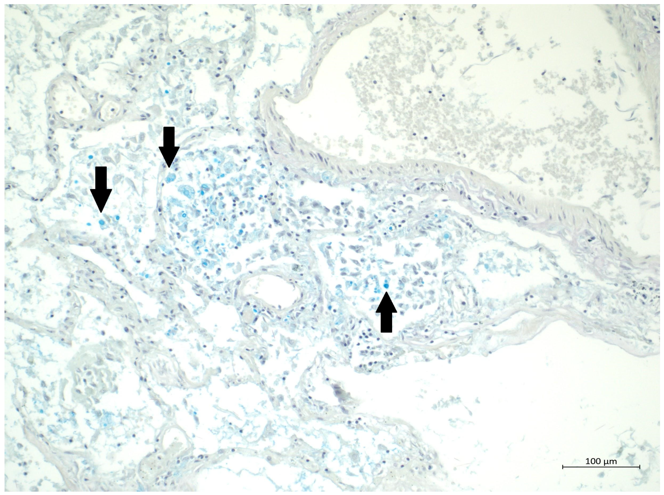 Diagnostics 12 01944 g004 550