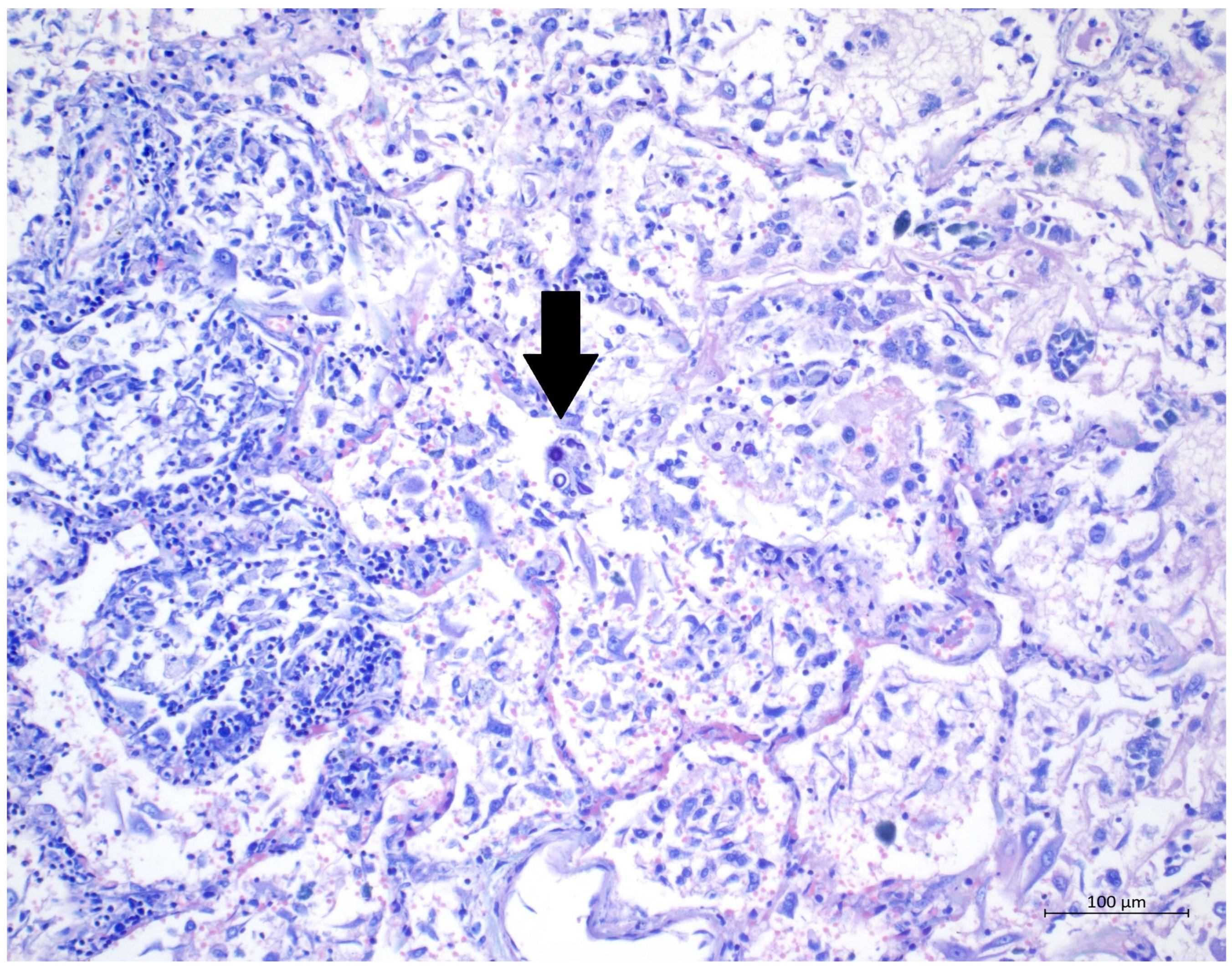 Diagnostics 12 01944 g005 550