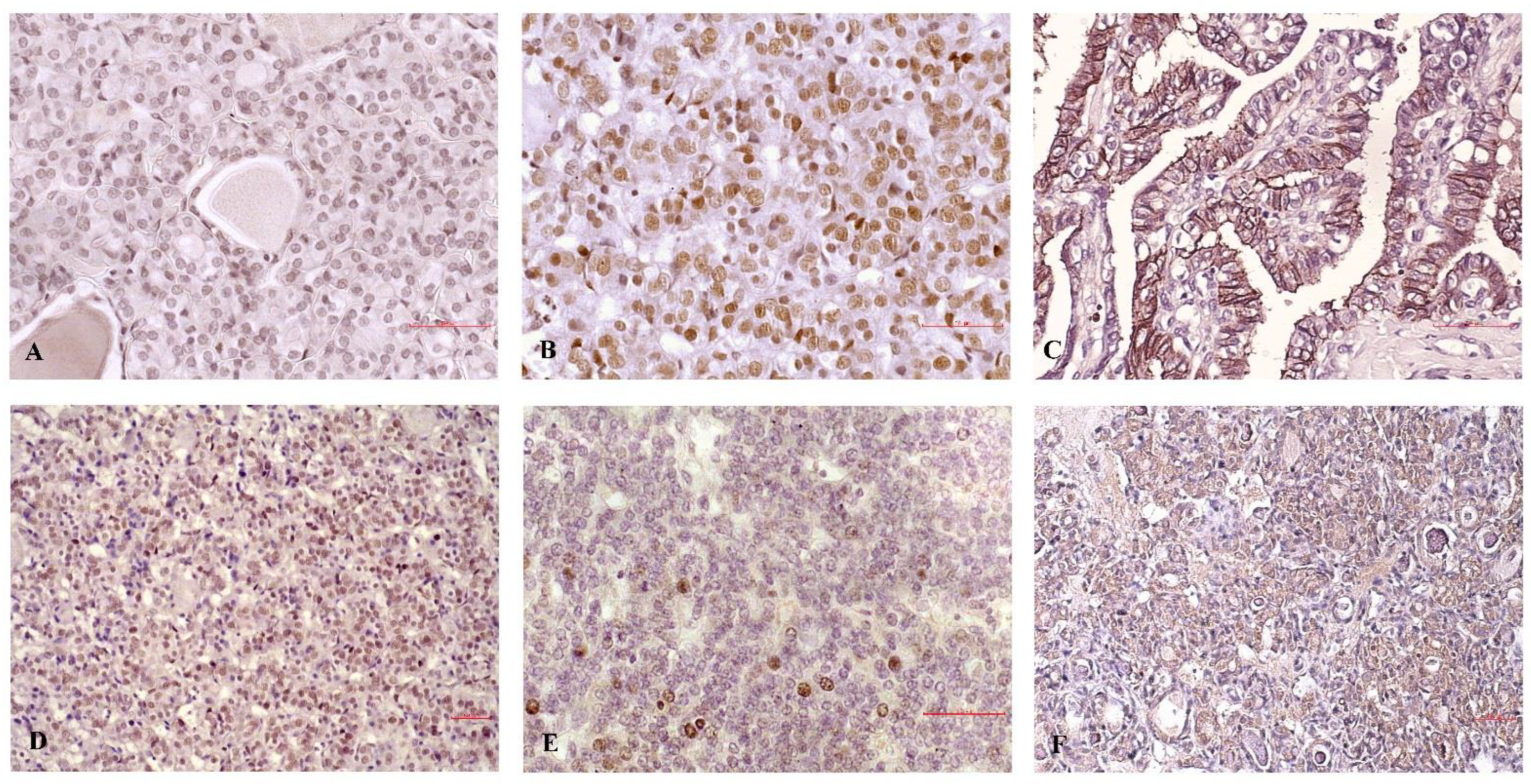 Diagnostics 12 01953 g004 550