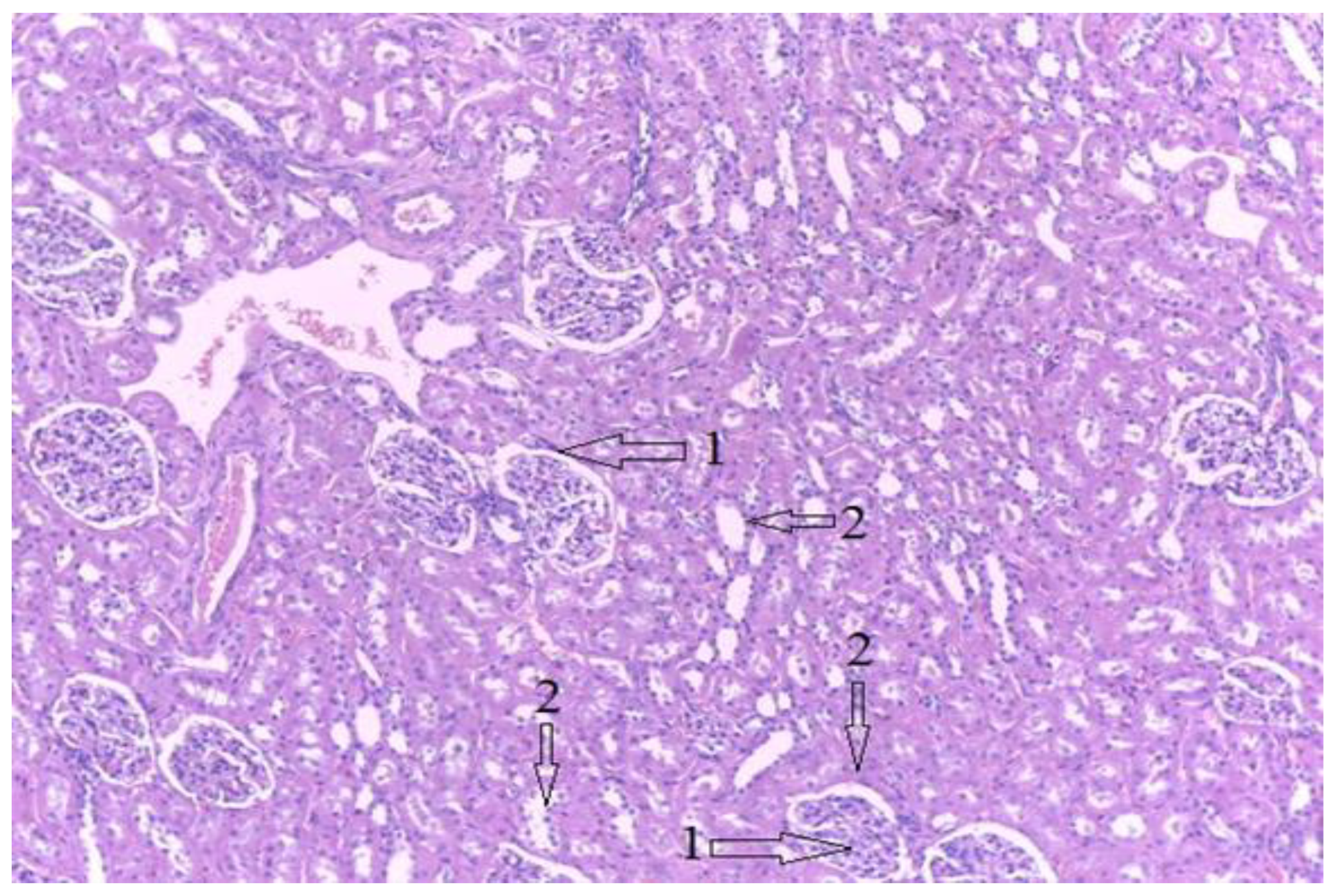 Diagnostics 12 01966 g026