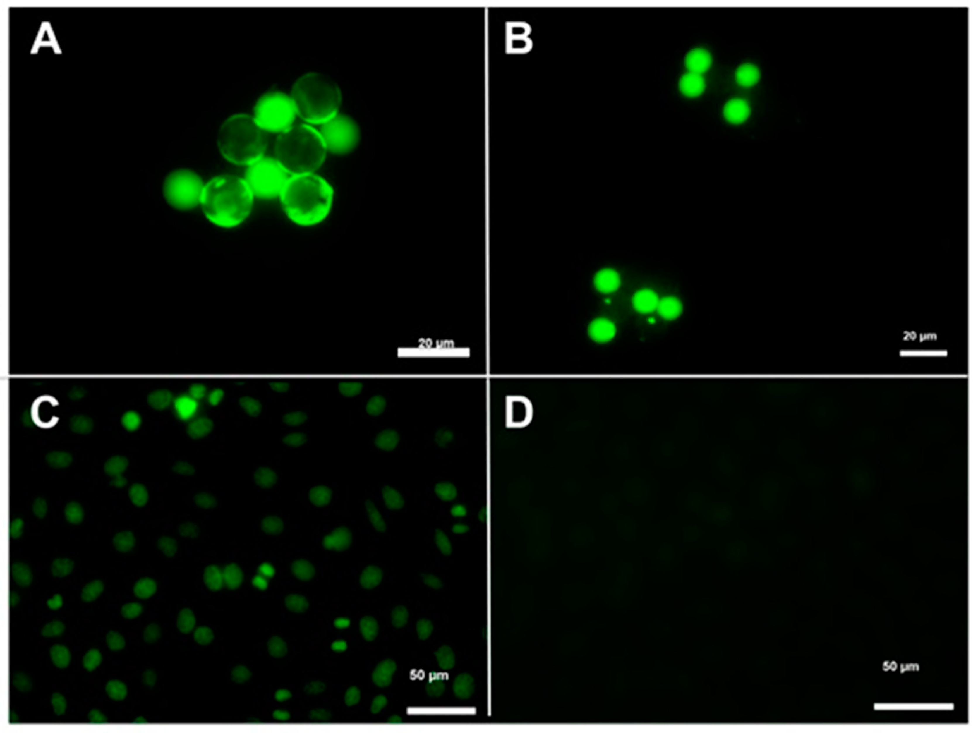 Diagnostics Free FullText Analysis of Ana/Dfs70 Pattern in a Large