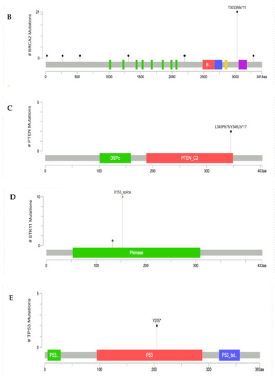 その他 T.A Targeted Sequencing of Germline Breast Cancer Susceptibility