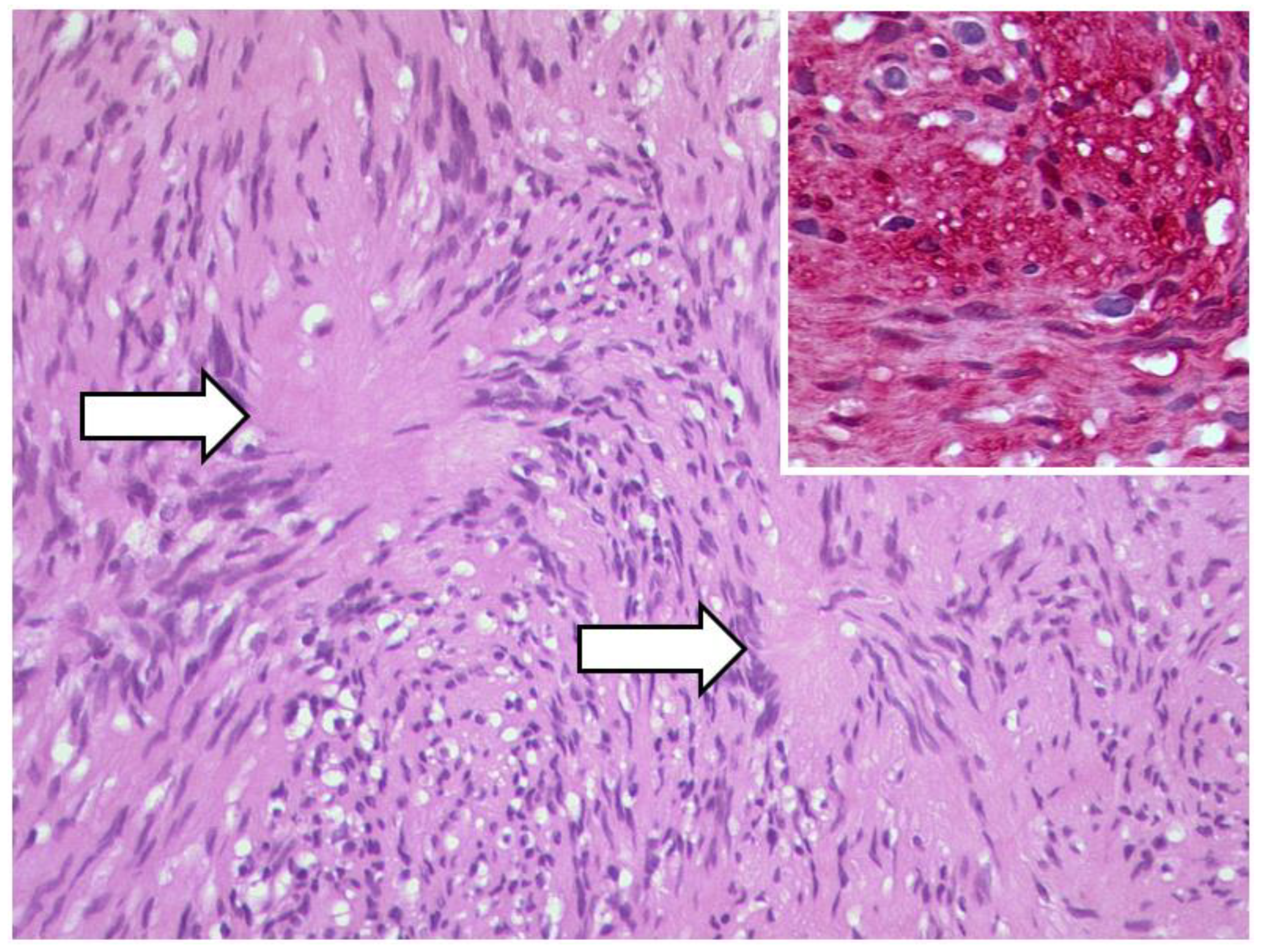 Diagnostics 12 02376 g021 Diagnostics 12 02376 g021