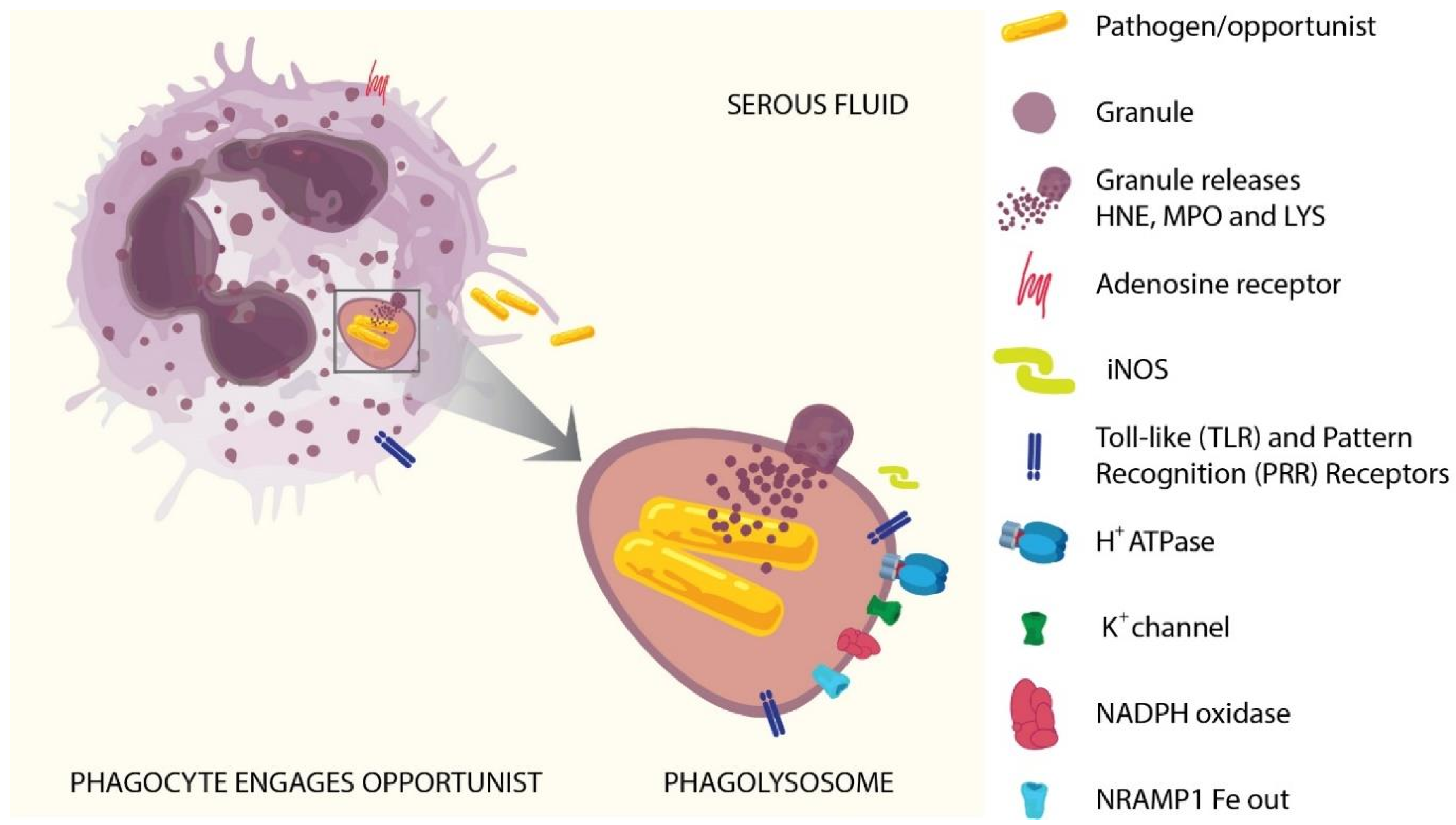 Diagnostics 12 02408 g003