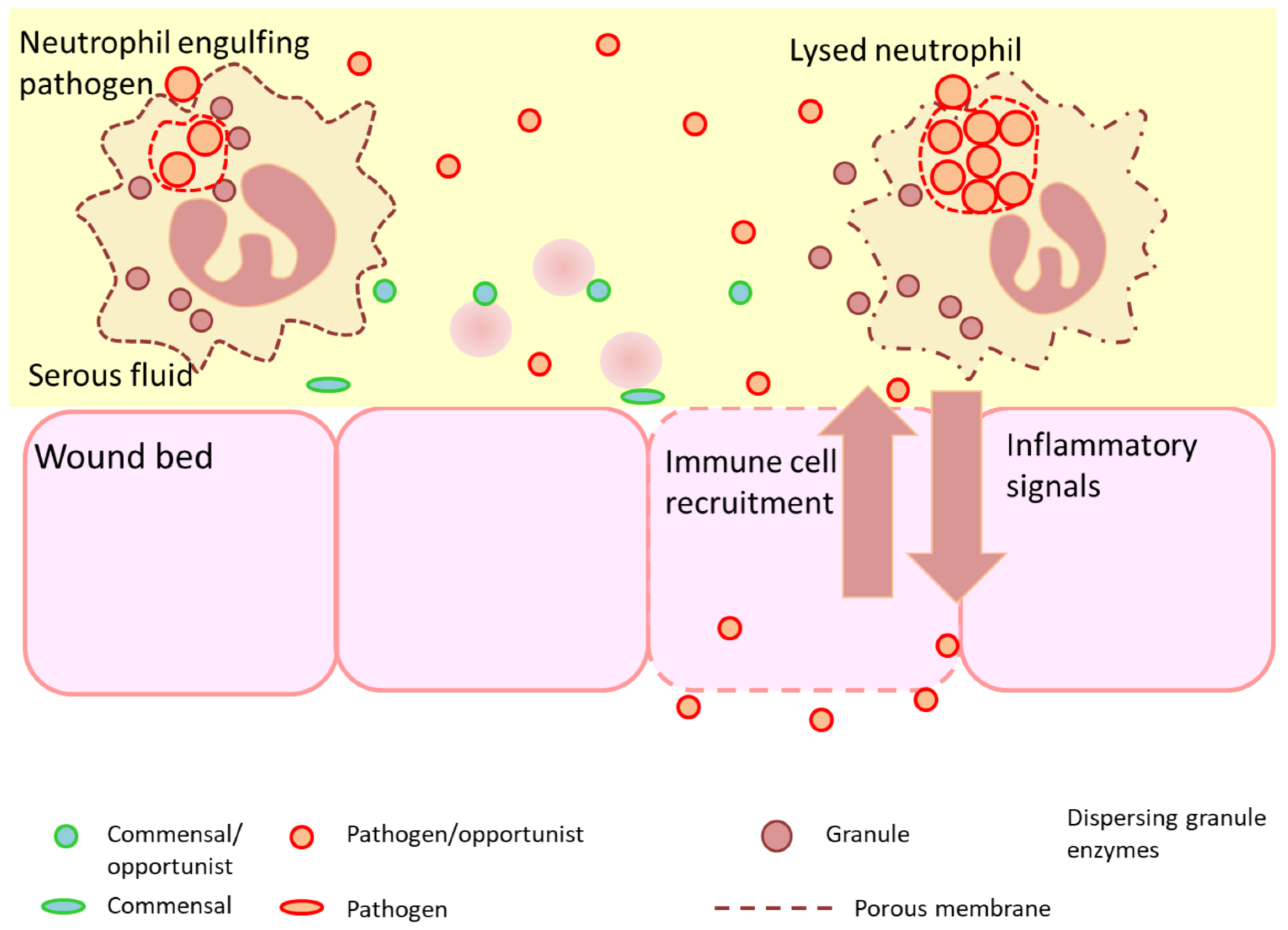 Diagnostics 12 02408 g004